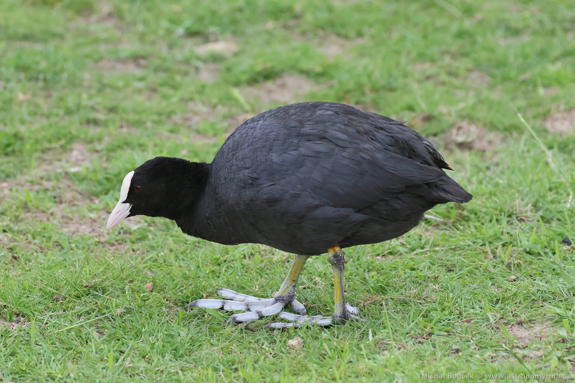 Lyska černá (Fulica atra) Lyska černá (Fulica atra)