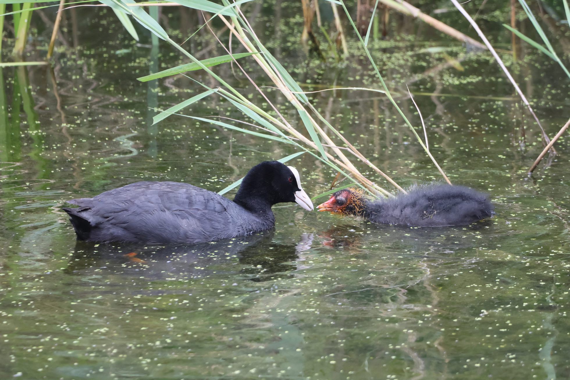 Lyska černá (Fulica atra) Lyska černá (Fulica atra)