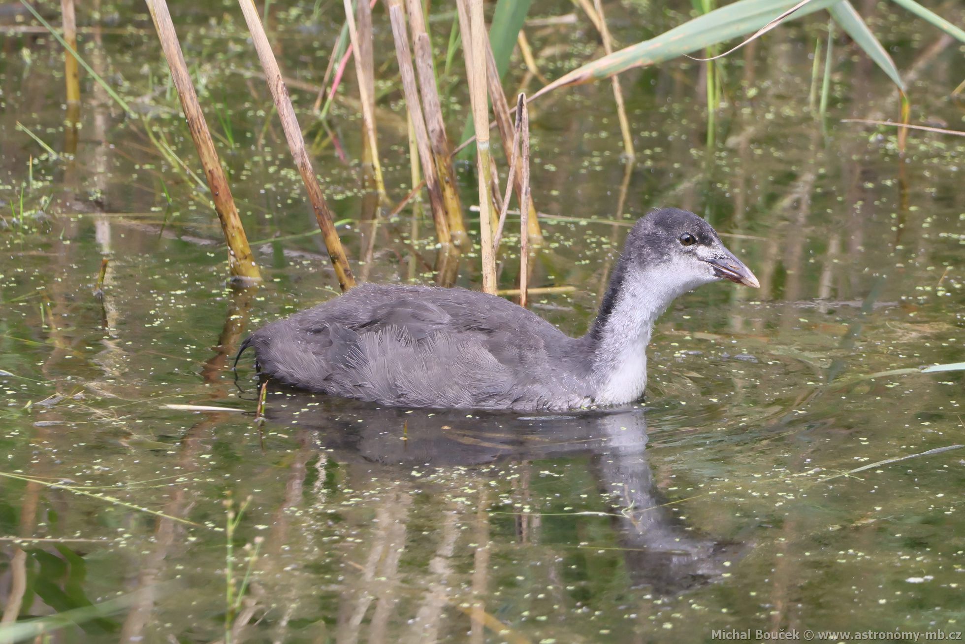 Lyska černá (Fulica atra) Lyska černá (Fulica atra)