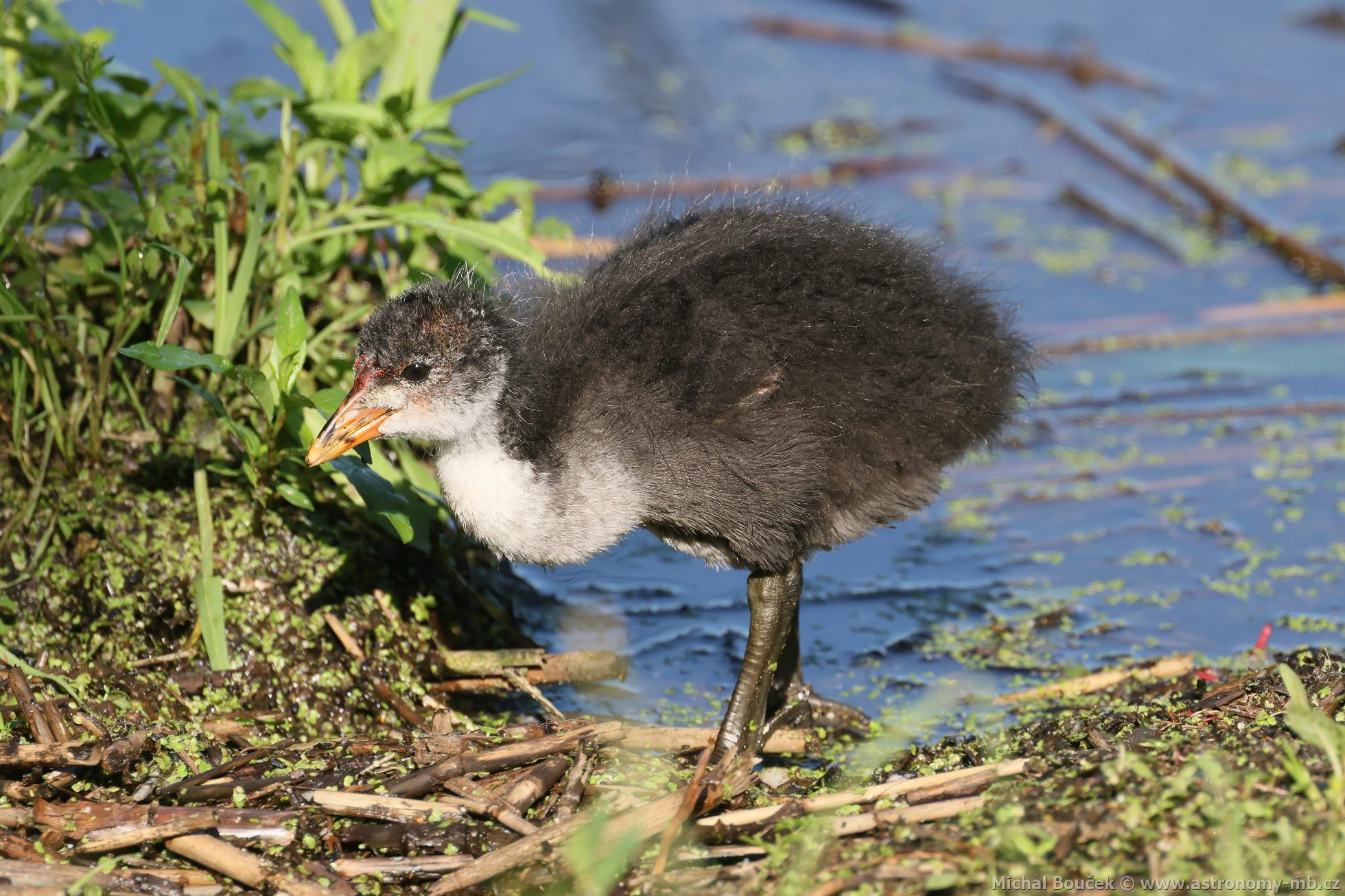 Lyska černá (Fulica atra) Lyska černá (Fulica atra)
