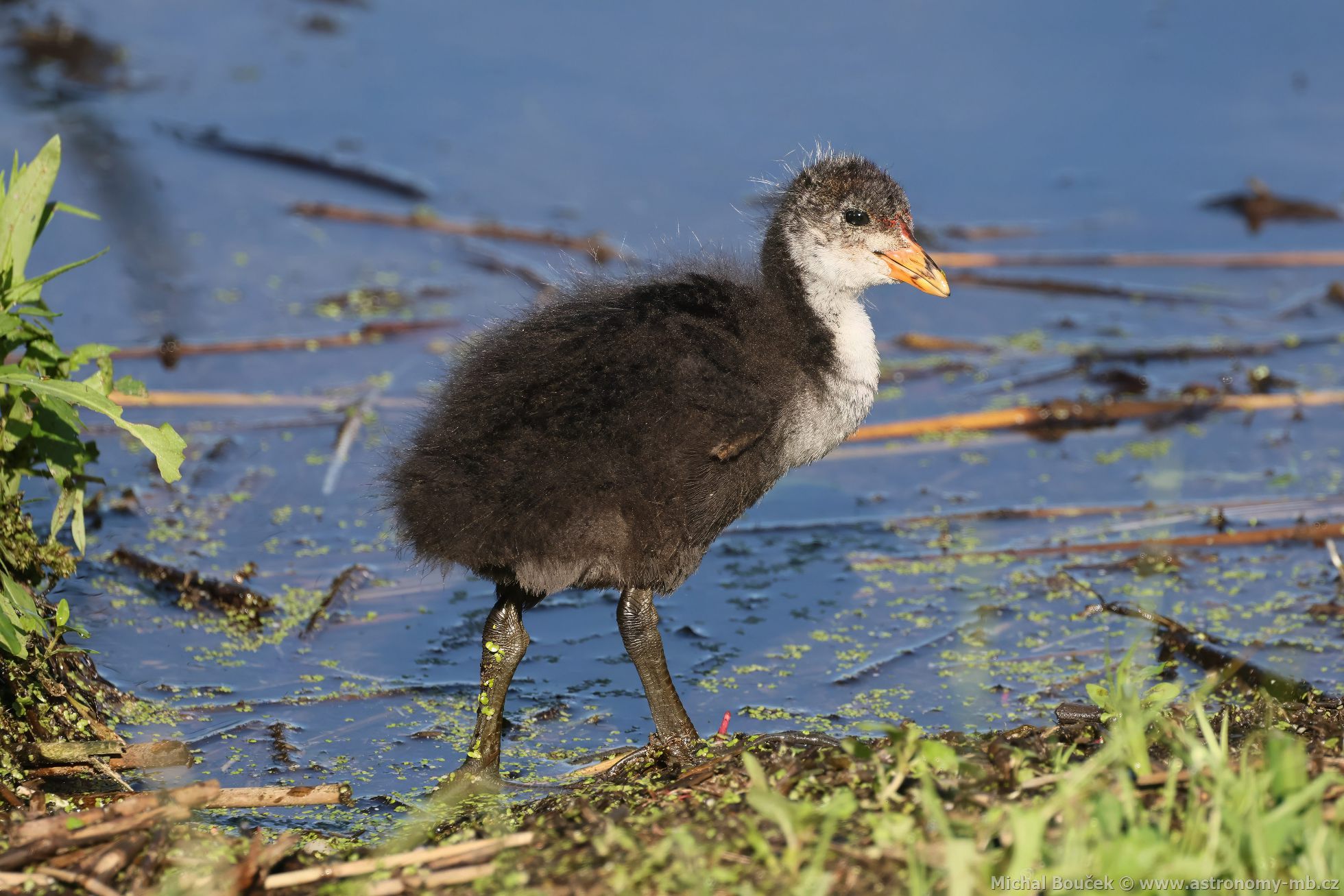 Lyska černá (Fulica atra) Lyska černá (Fulica atra)