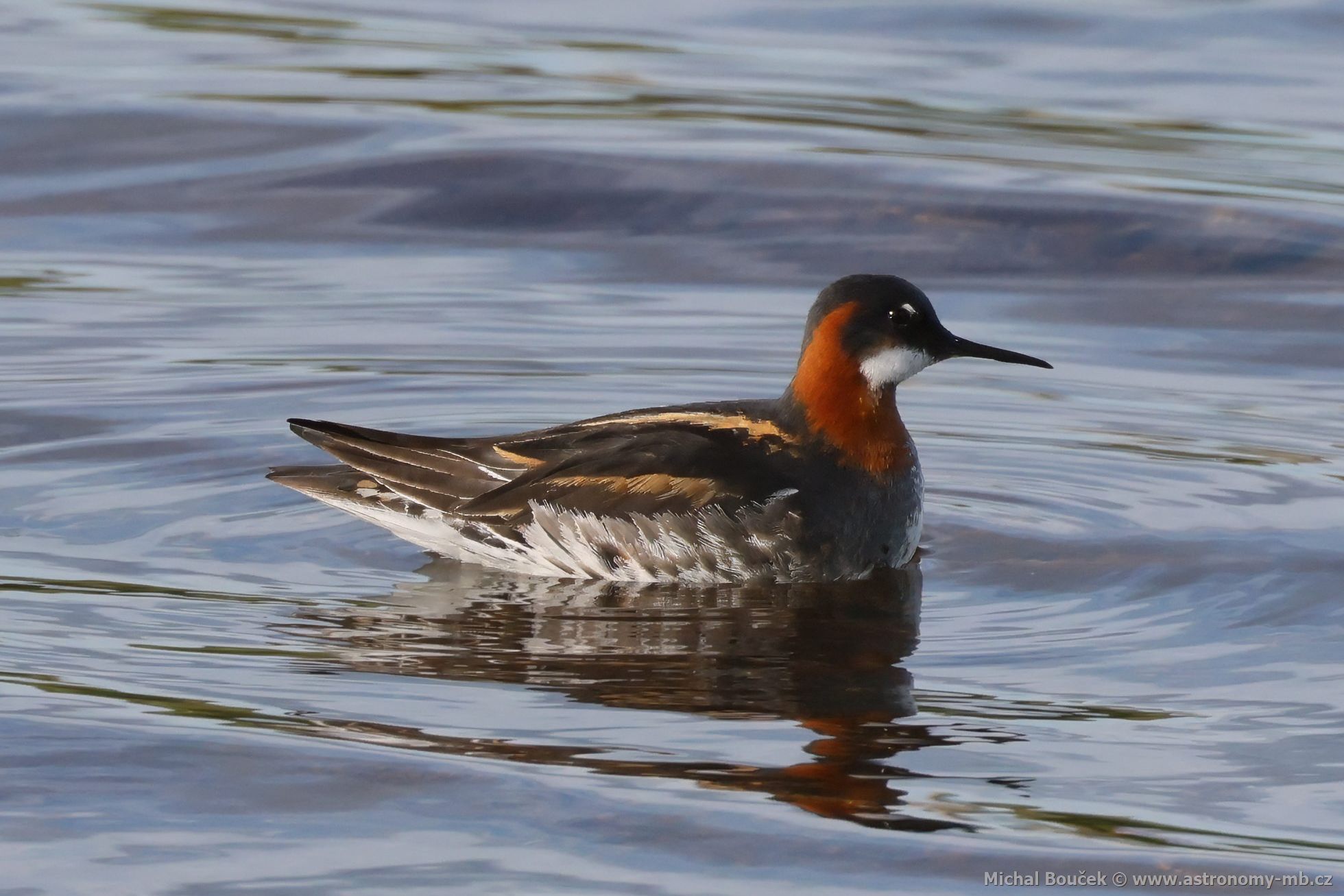 Lyskonoh úzkozobý (Phalaropus lobatus) Lyskonoh úzkozobý (Phalaropus lobatus)