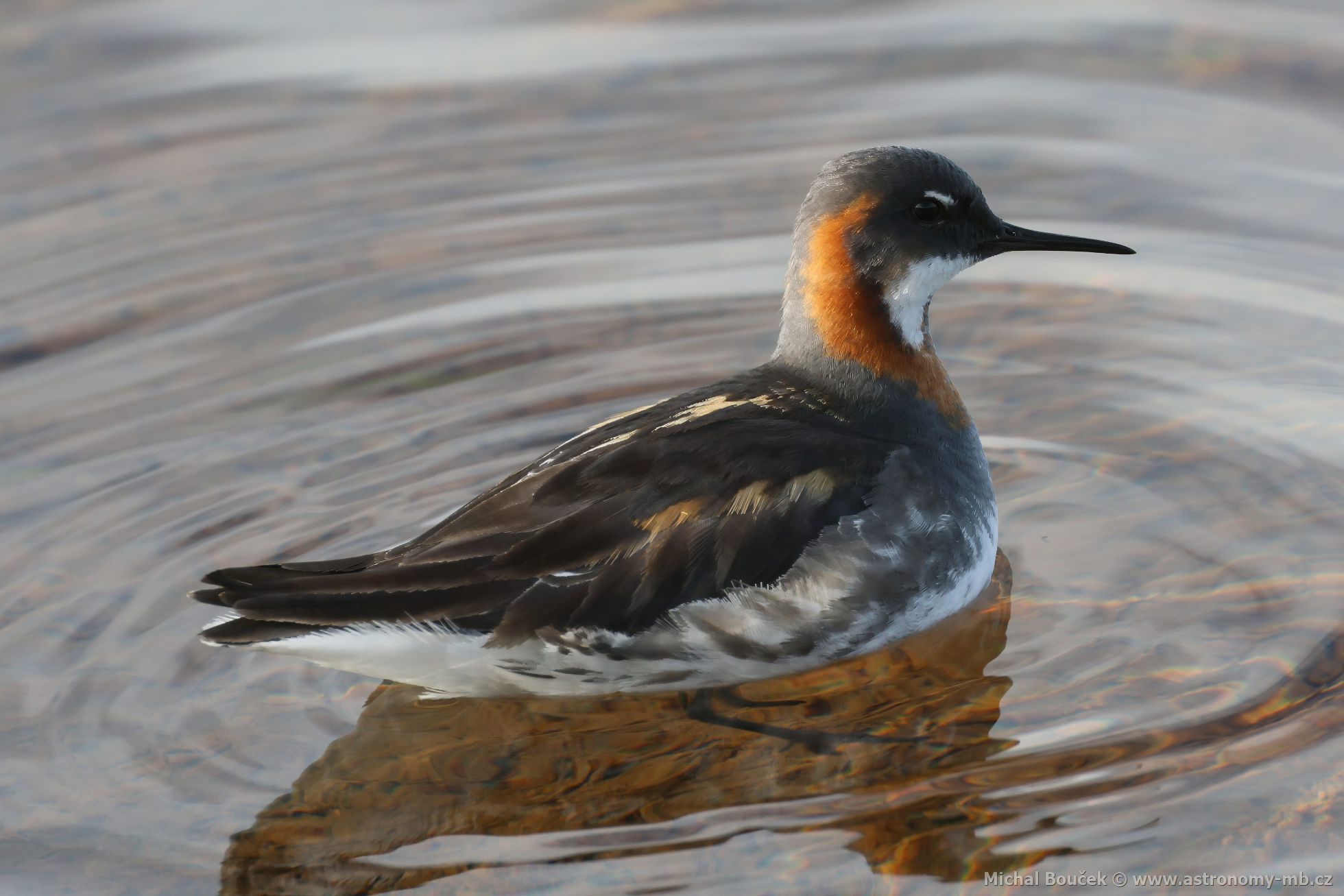 Lyskonoh úzkozobý (Phalaropus lobatus) Lyskonoh úzkozobý (Phalaropus lobatus)