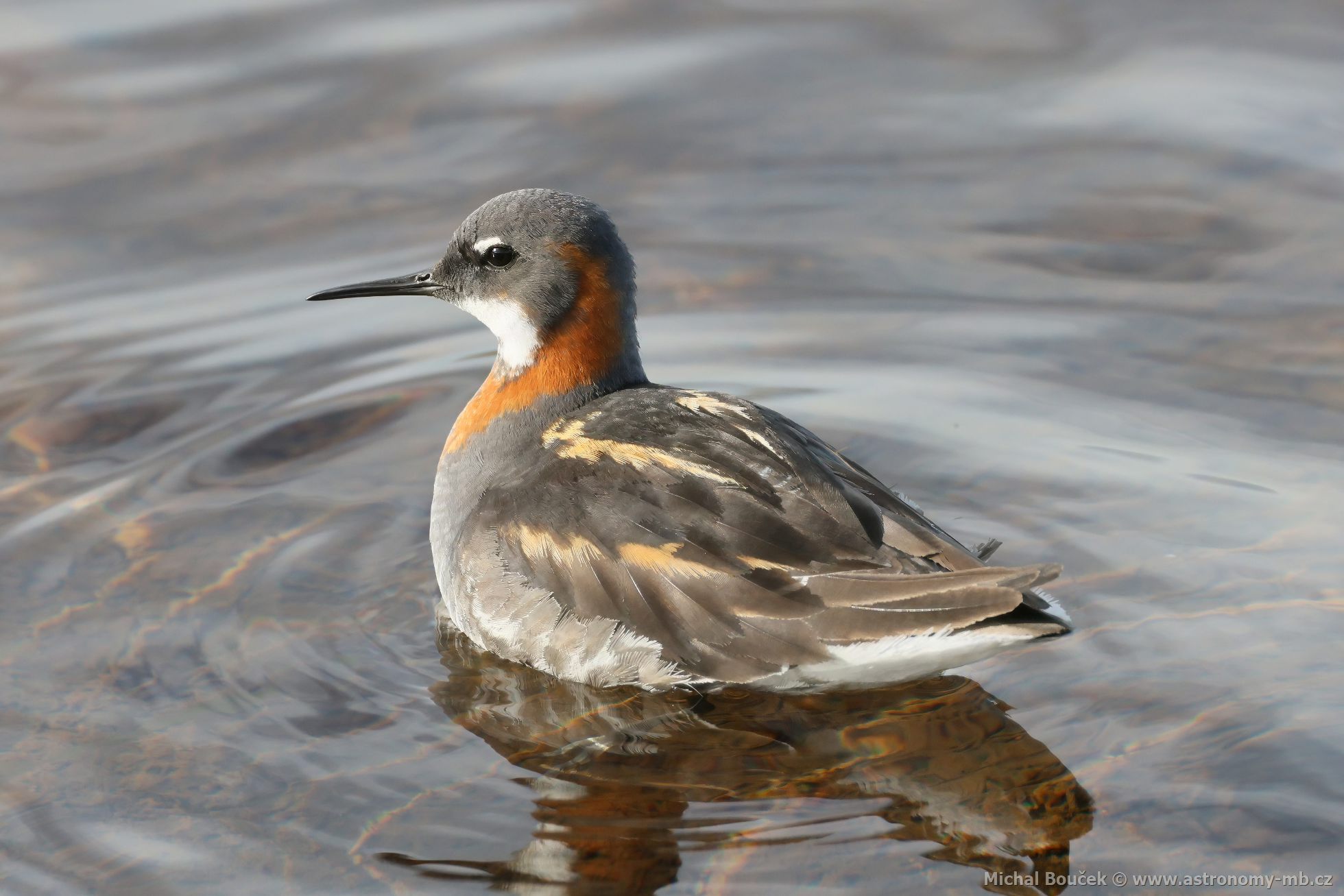 Lyskonoh úzkozobý (Phalaropus lobatus) Lyskonoh úzkozobý (Phalaropus lobatus)