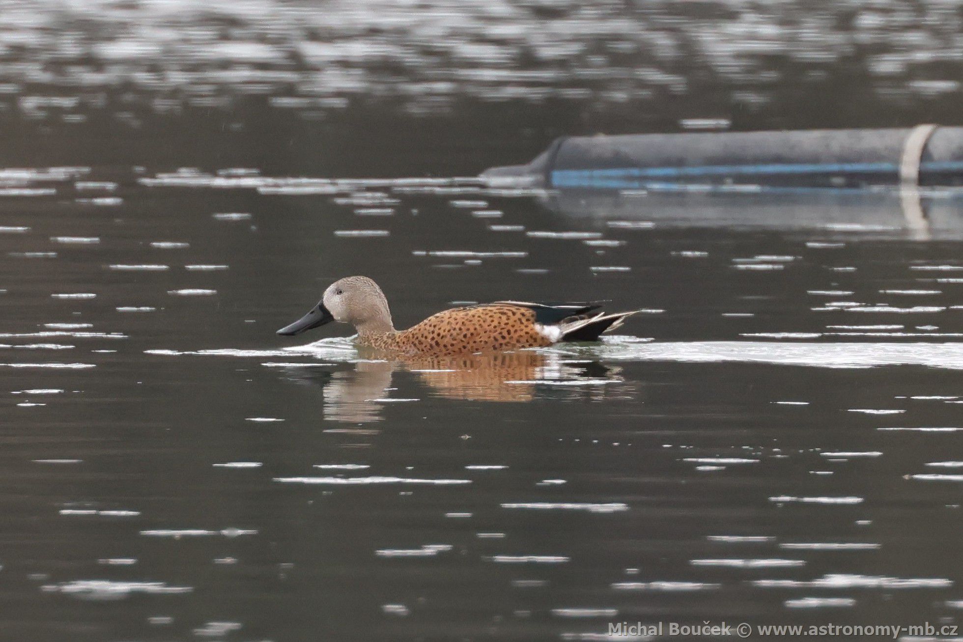 Liák tekovaný (Spatula platalea)