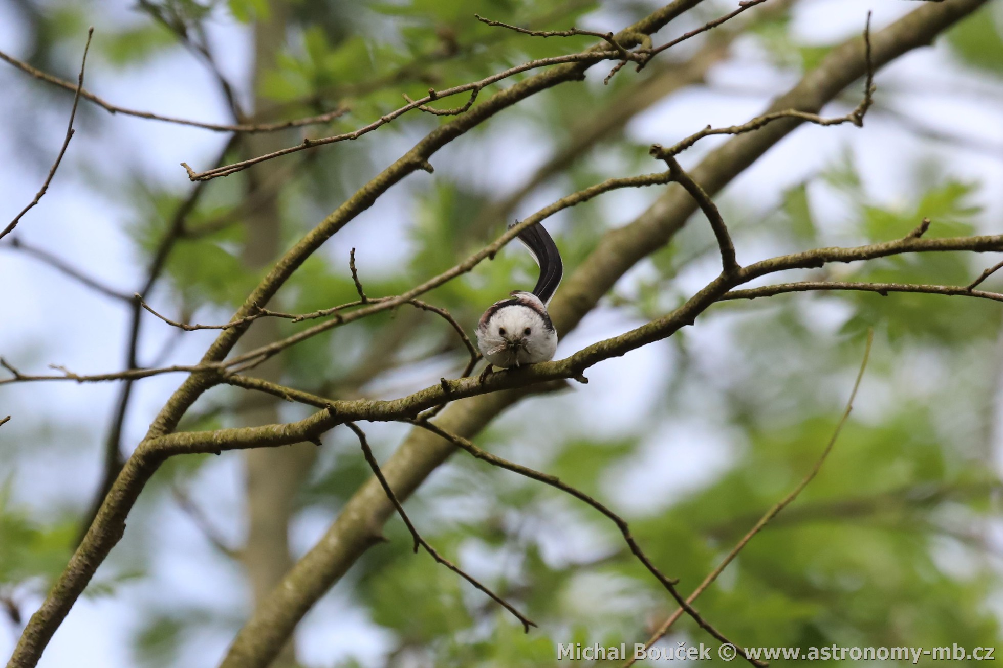 Mlynařík dlouhoocasý (Aegithalos caudatus) Mlynařík dlouhoocasý (Aegithalos caudatus)