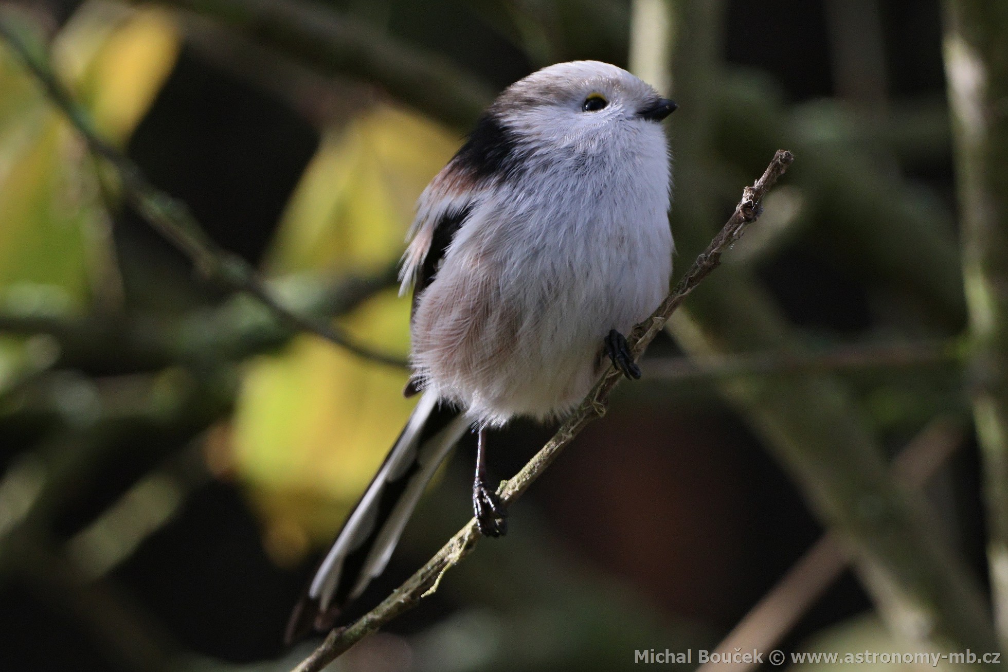 Mlynařík dlouhoocasý (Aegithalos caudatus) Mlynařík dlouhoocasý (Aegithalos caudatus)