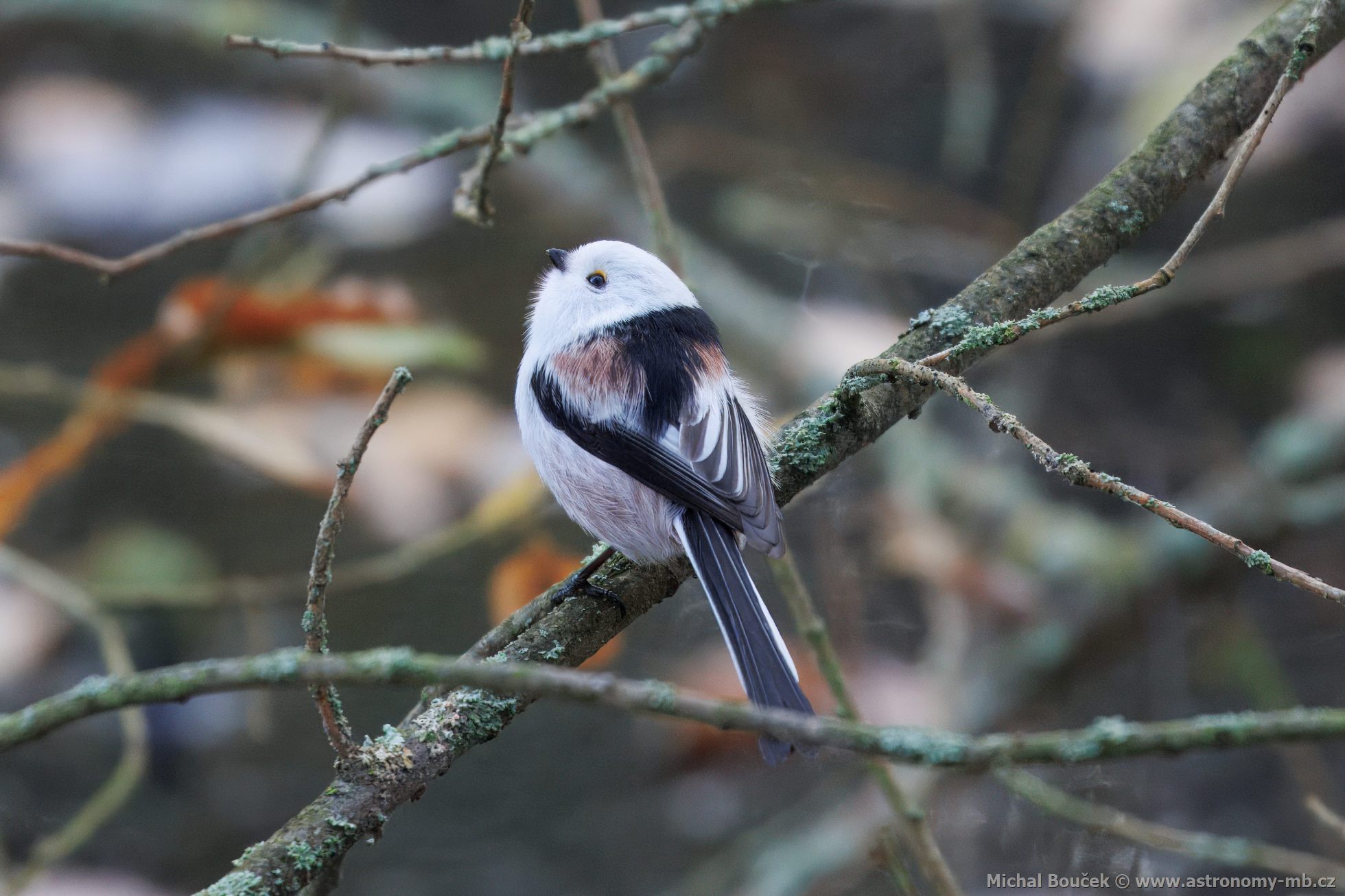 Mlynařík dlouhoocasý (Aegithalos caudatus) Mlynařík dlouhoocasý (Aegithalos caudatus)