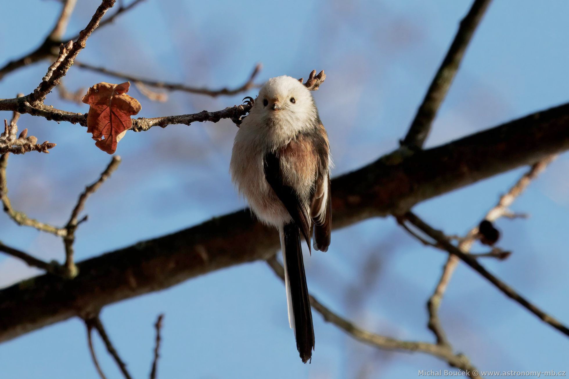 Mlynařík dlouhoocasý (Aegithalos caudatus) Mlynařík dlouhoocasý (Aegithalos caudatus)