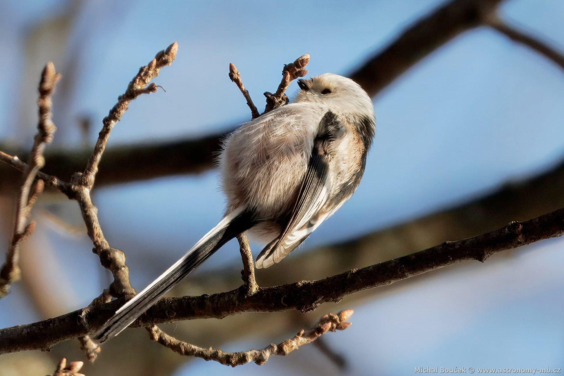 Mlynařík dlouhoocasý (Aegithalos caudatus) Mlynařík dlouhoocasý (Aegithalos caudatus)