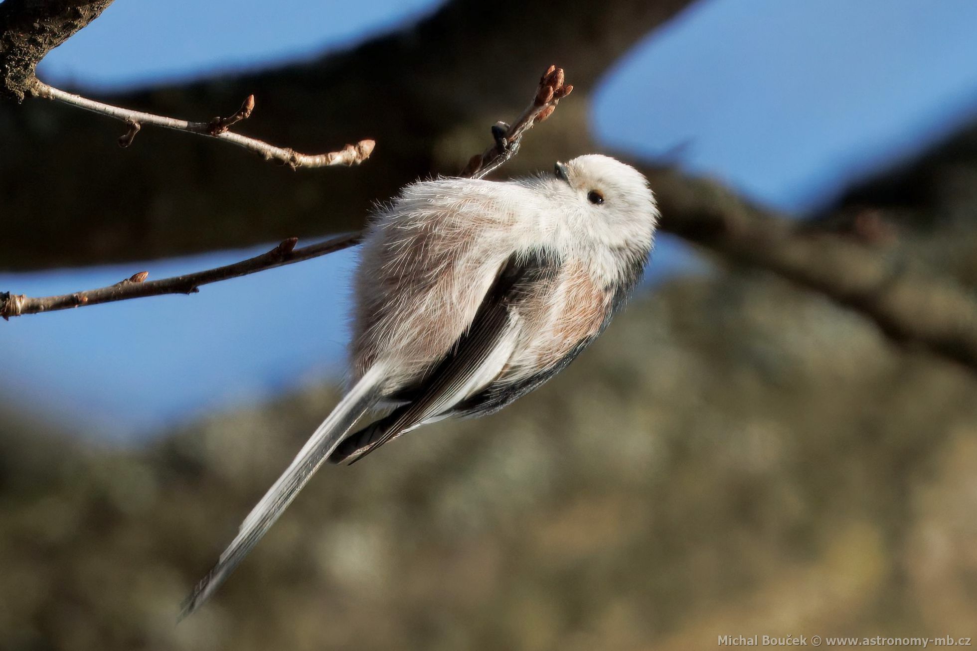 Mlynařík dlouhoocasý (Aegithalos caudatus) Mlynařík dlouhoocasý (Aegithalos caudatus)