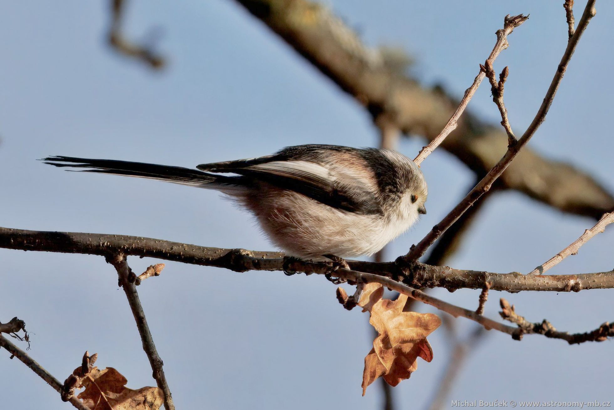 Mlynařík dlouhoocasý (Aegithalos caudatus) Mlynařík dlouhoocasý (Aegithalos caudatus)