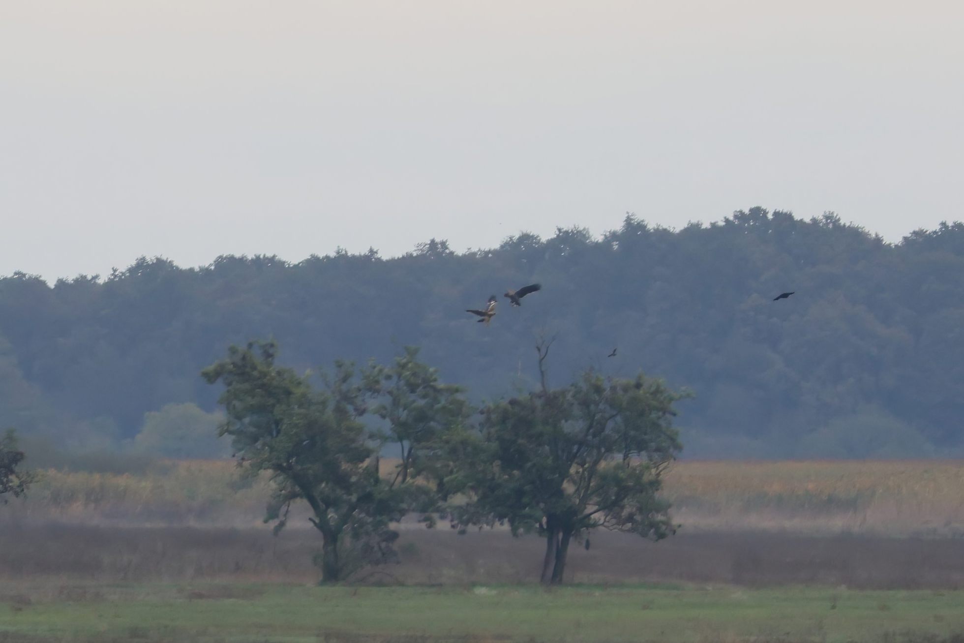 Orel královský (Aquila heliaca)