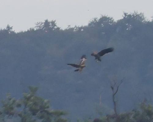 Orel královský (Aquila heliaca)