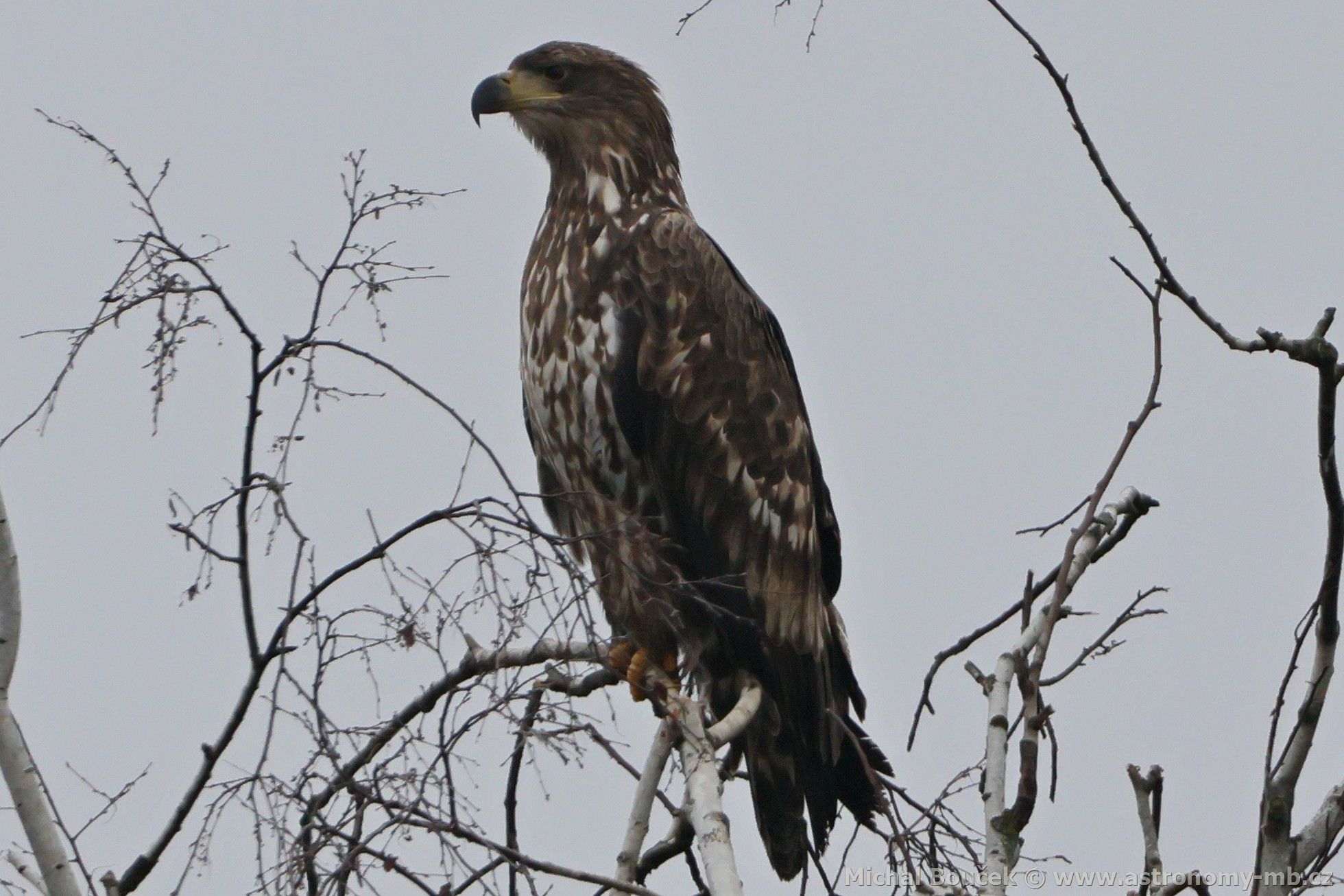 Orel mořský (Haliaeetus albicilla) Orel mořský (Haliaeetus albicilla)