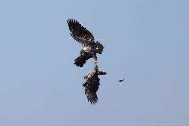 Orel mo�sk&yacute; (Haliaeetus albicilla)