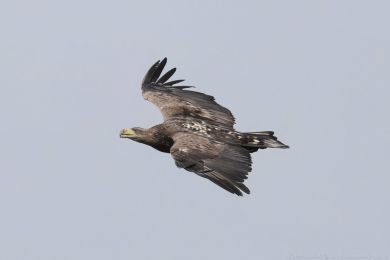 Orel mo�sk&yacute; (Haliaeetus albicilla)