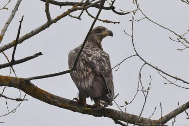 Orel mo�sk&yacute; (Haliaeetus albicilla)