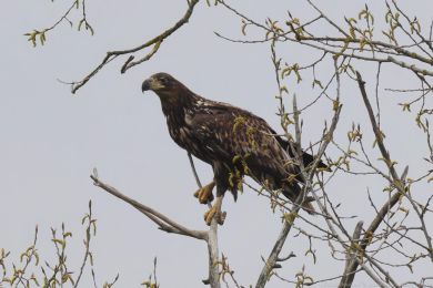 Orel mo�sk&yacute; (Haliaeetus albicilla)