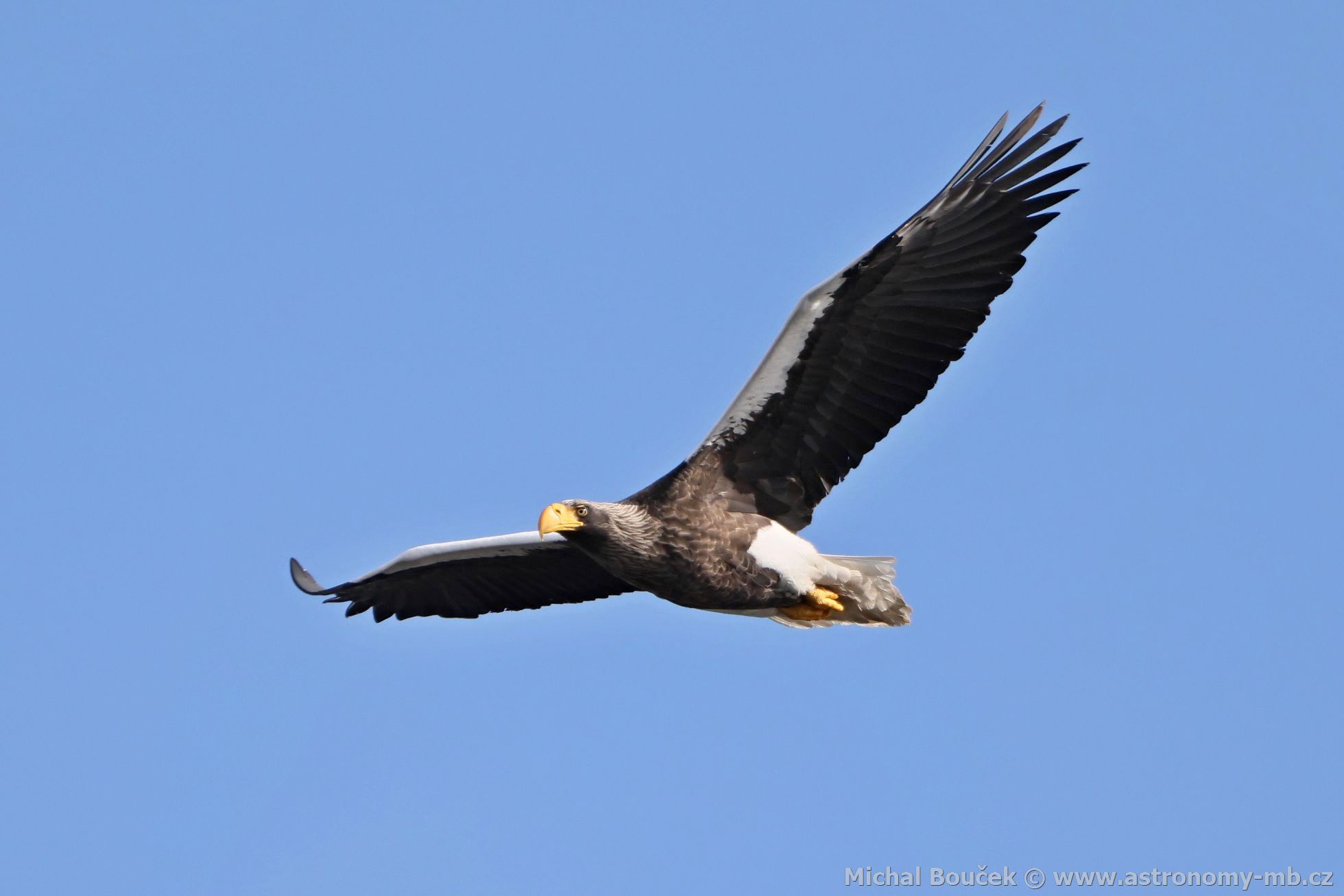 Orel východní (Haliaeetus pelagicus) Orel východní (Haliaeetus pelagicus)