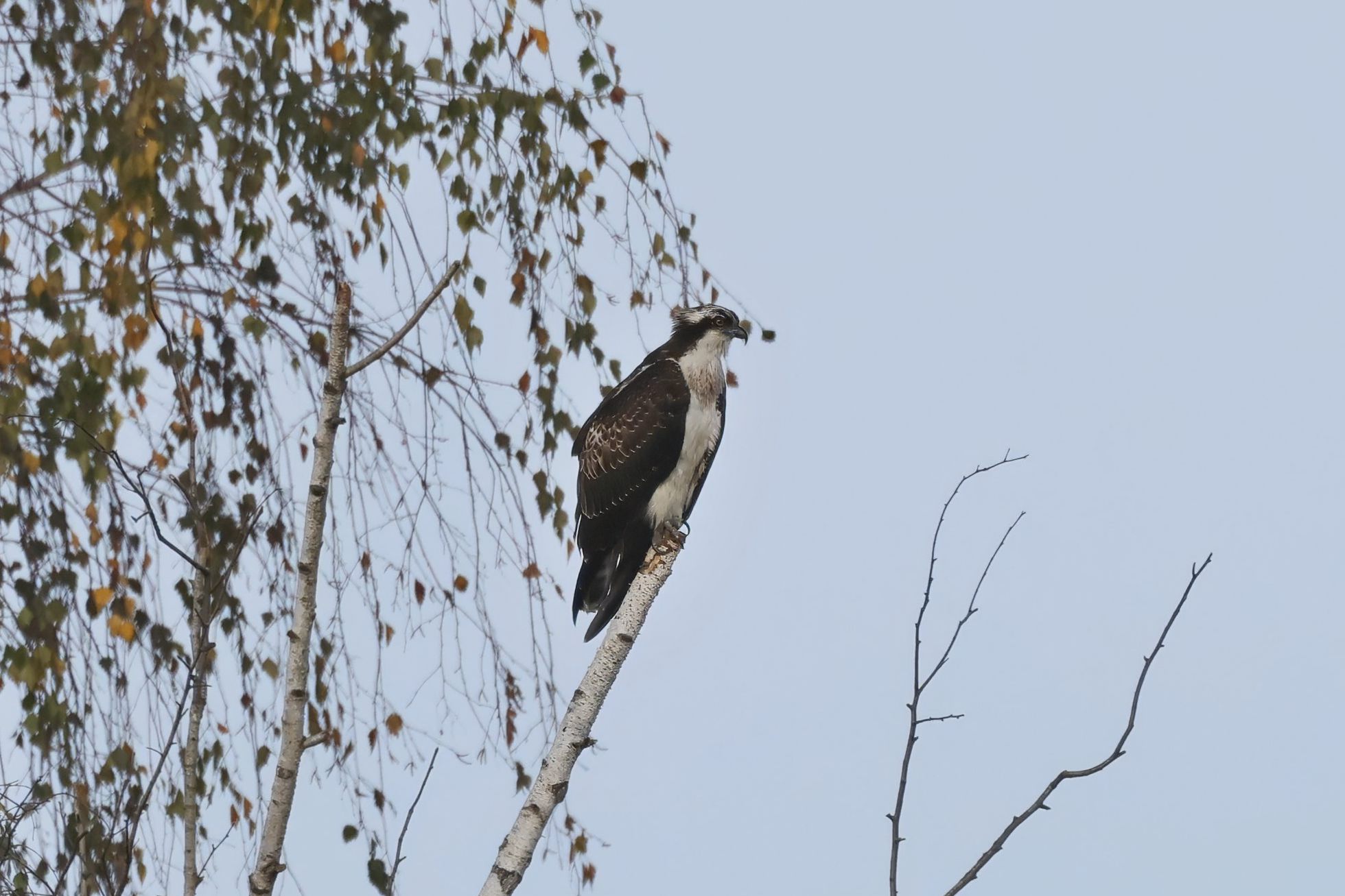 Orlovec říční (Pandion haliaetus) Orlovec říční (Pandion haliaetus)
