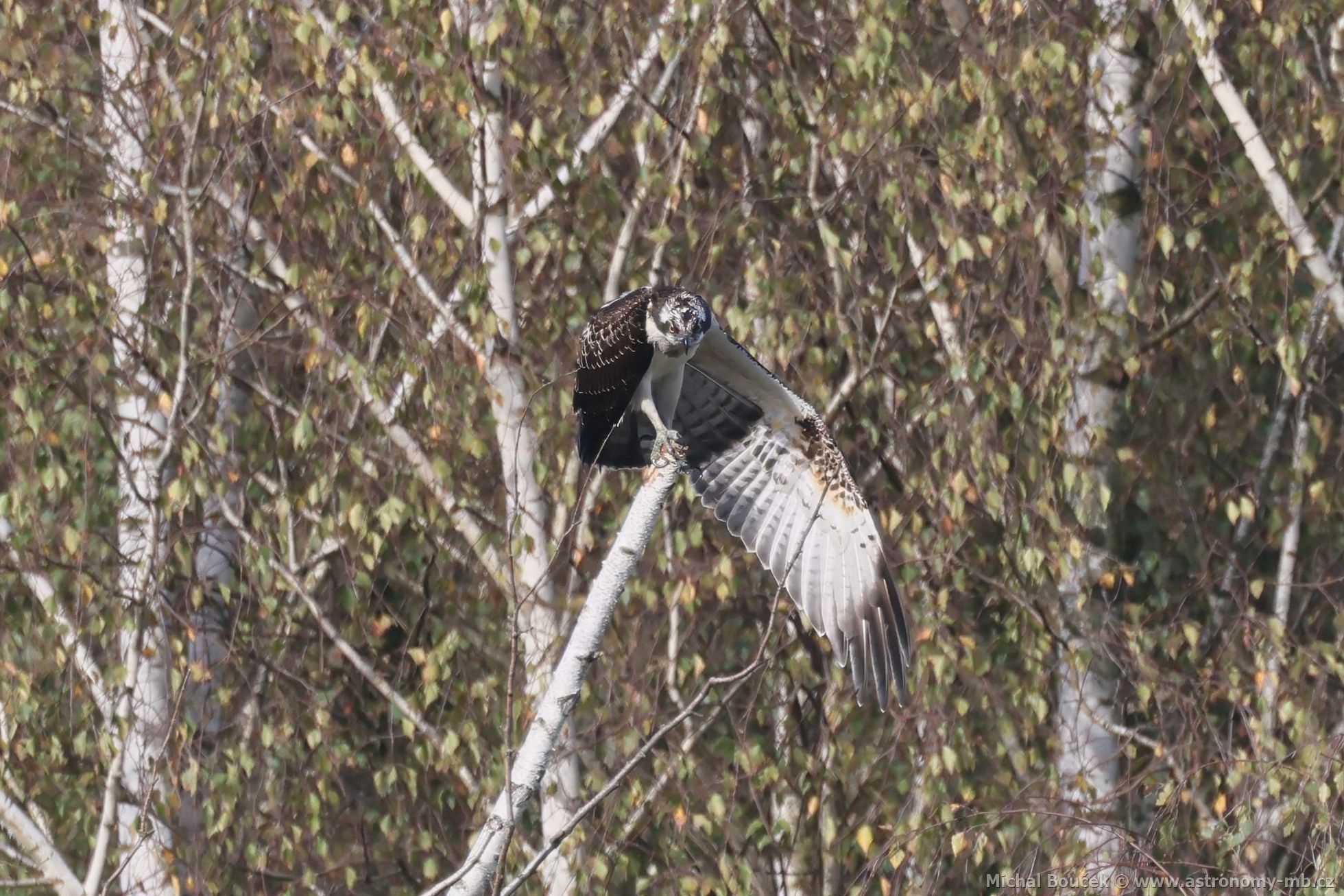 Orlovec říční (Pandion haliaetus) Orlovec říční (Pandion haliaetus)