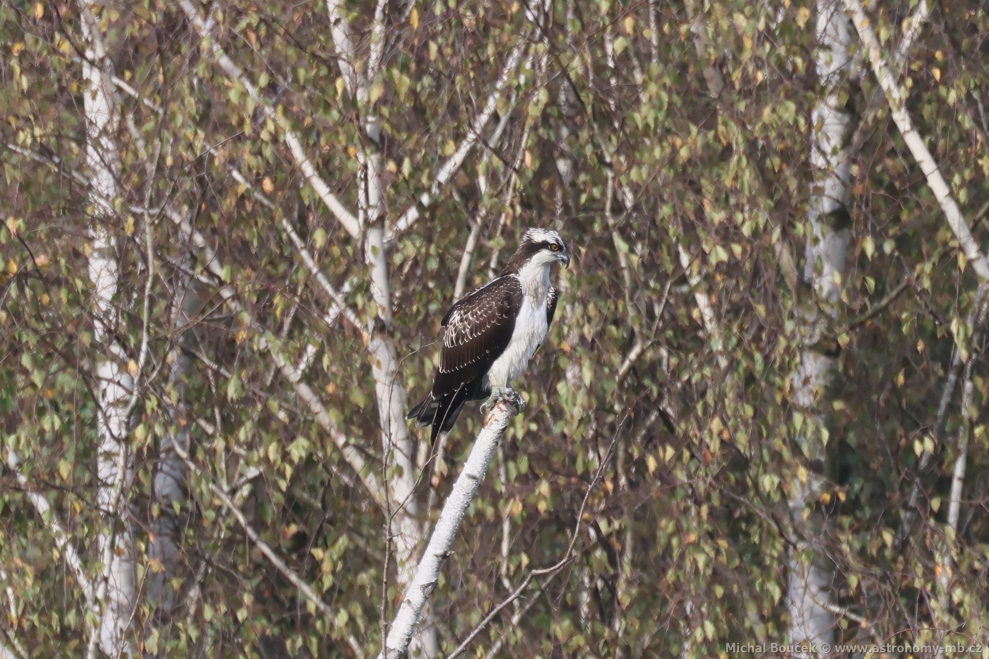 Orlovec říční (Pandion haliaetus) Orlovec říční (Pandion haliaetus)