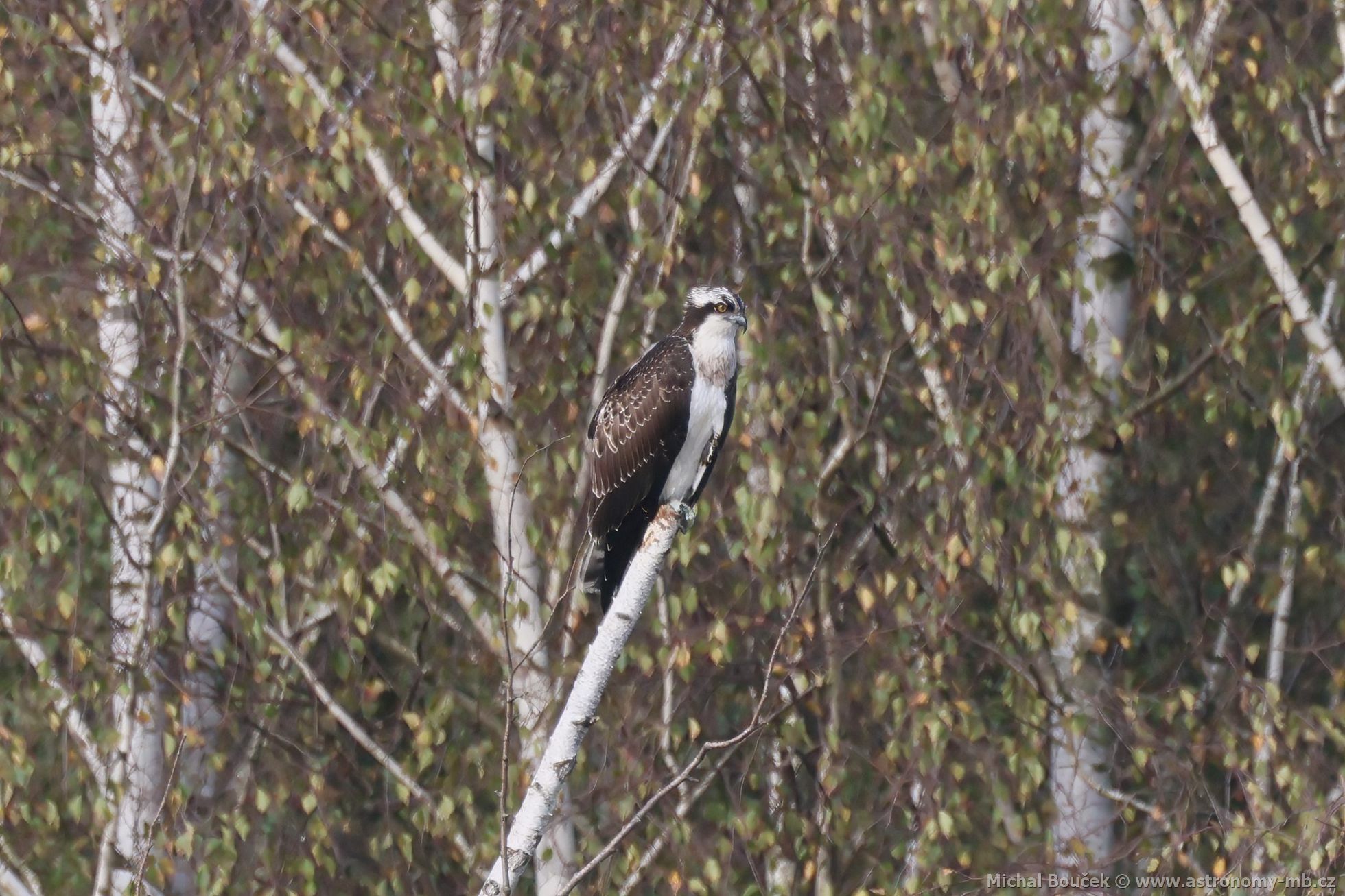 Orlovec říční (Pandion haliaetus) Orlovec říční (Pandion haliaetus)