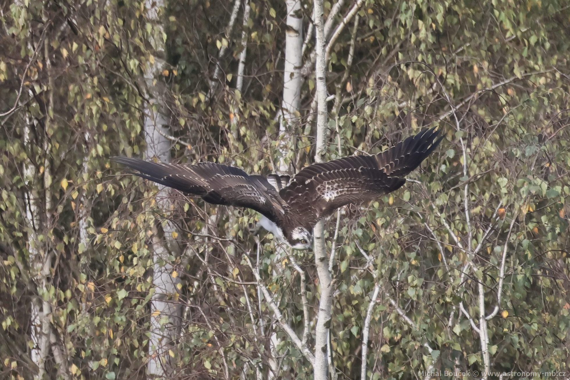 Orlovec říční (Pandion haliaetus) Orlovec říční (Pandion haliaetus)