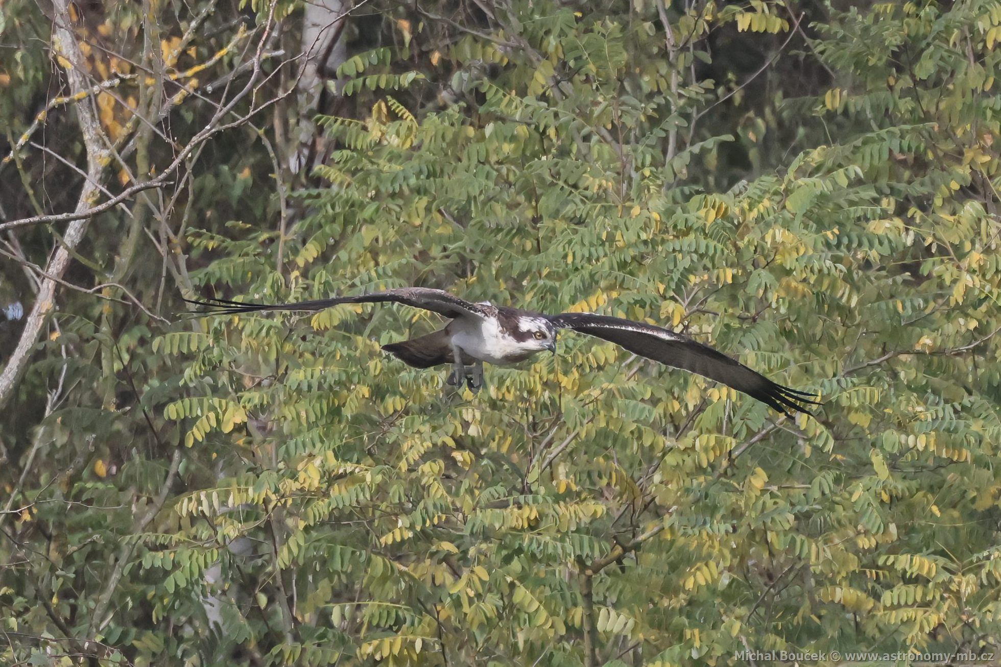 Orlovec říční (Pandion haliaetus) Orlovec říční (Pandion haliaetus)