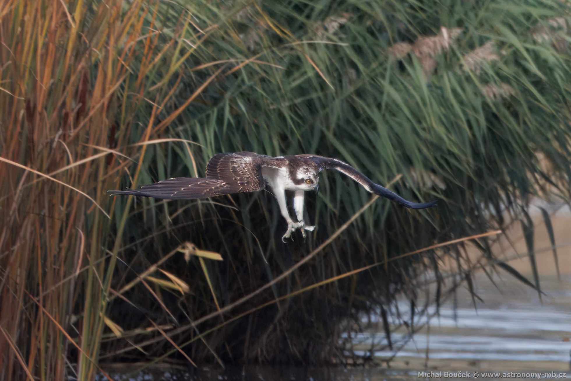 Orlovec říční (Pandion haliaetus) Orlovec říční (Pandion haliaetus)