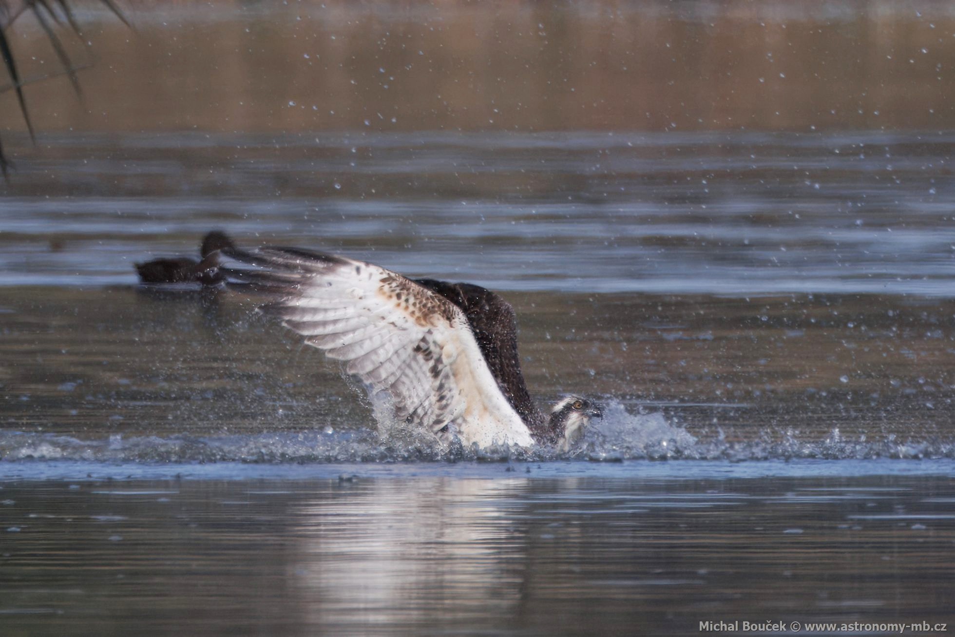 Orlovec říční (Pandion haliaetus) Orlovec říční (Pandion haliaetus)