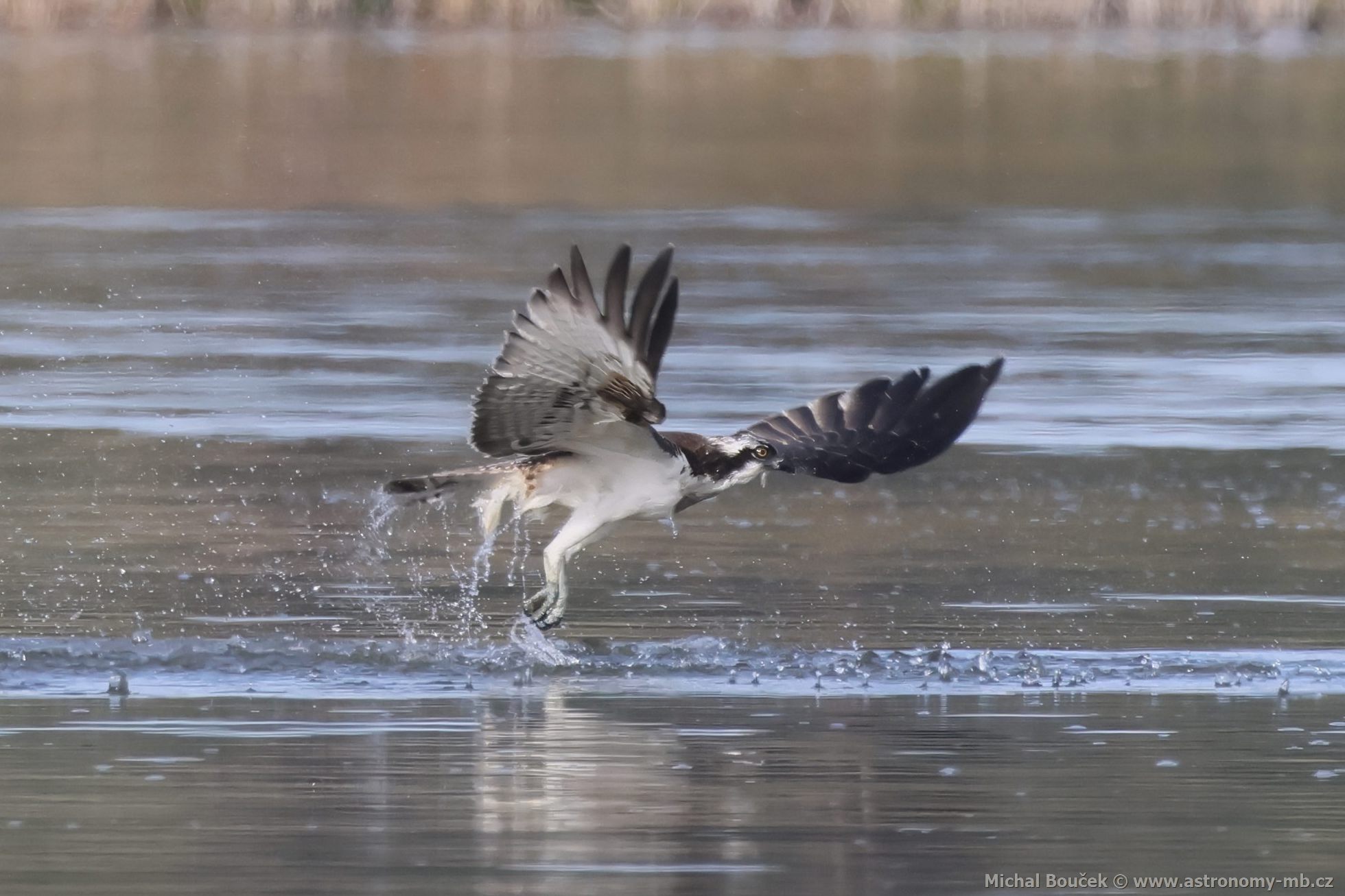 Orlovec říční (Pandion haliaetus) Orlovec říční (Pandion haliaetus)