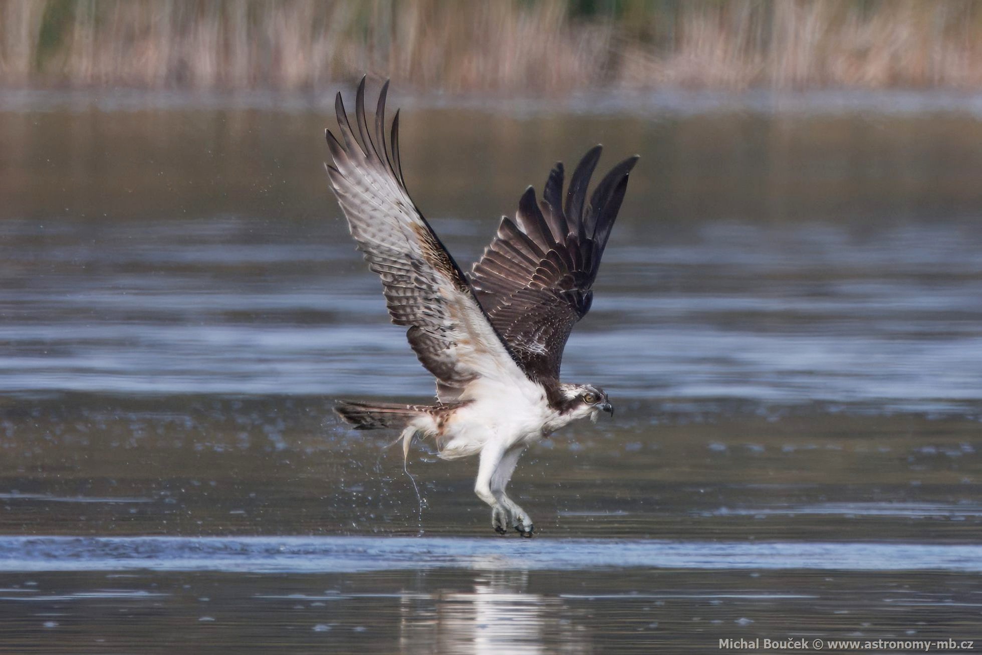 Orlovec říční (Pandion haliaetus) Orlovec říční (Pandion haliaetus)