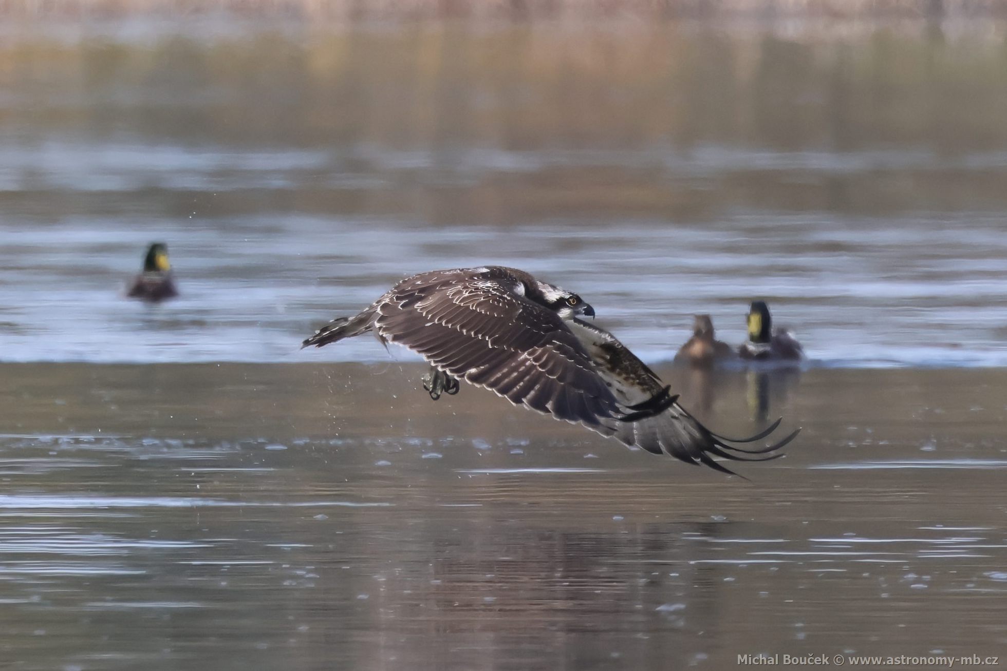 Orlovec říční (Pandion haliaetus) Orlovec říční (Pandion haliaetus)