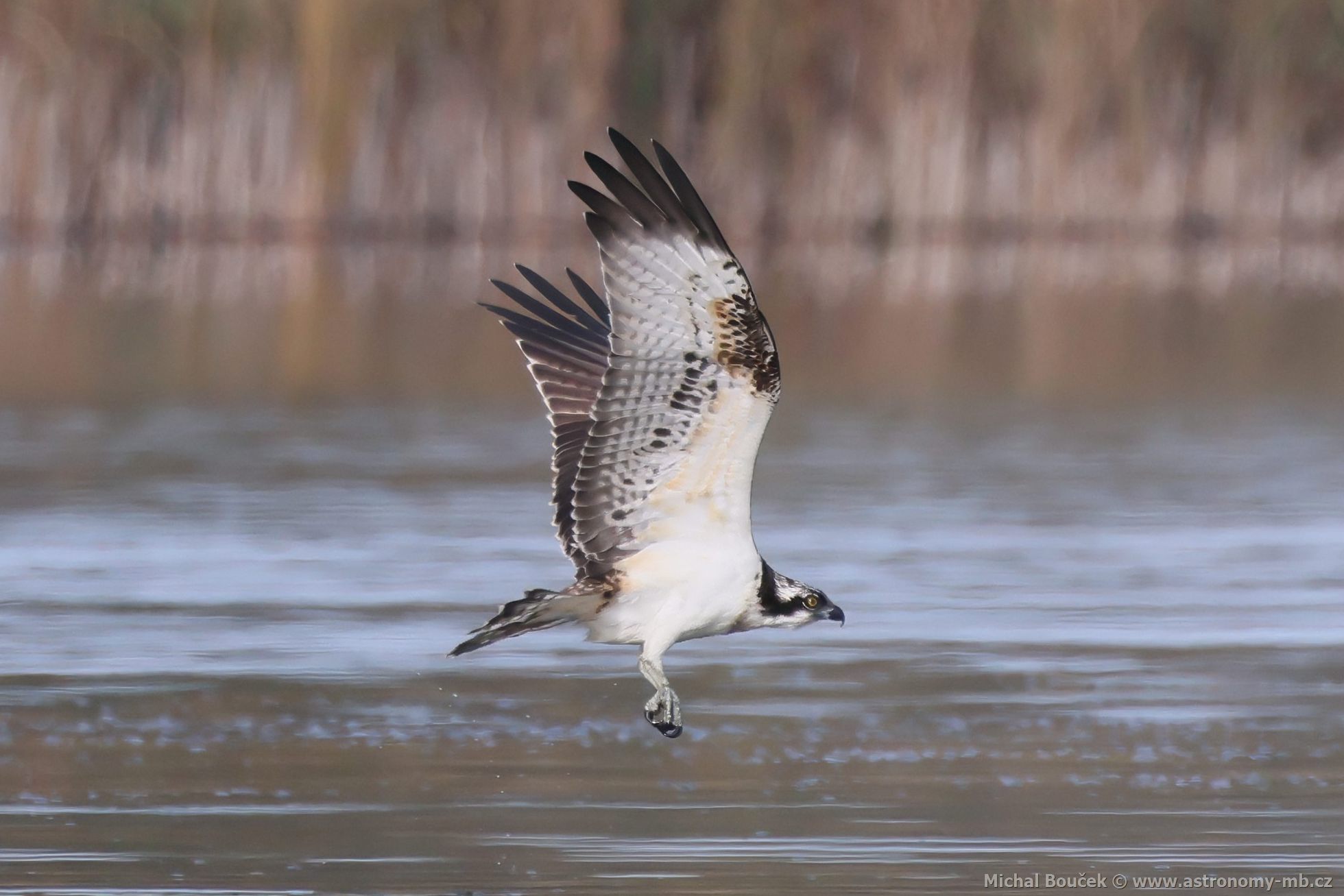 Orlovec říční (Pandion haliaetus) Orlovec říční (Pandion haliaetus)