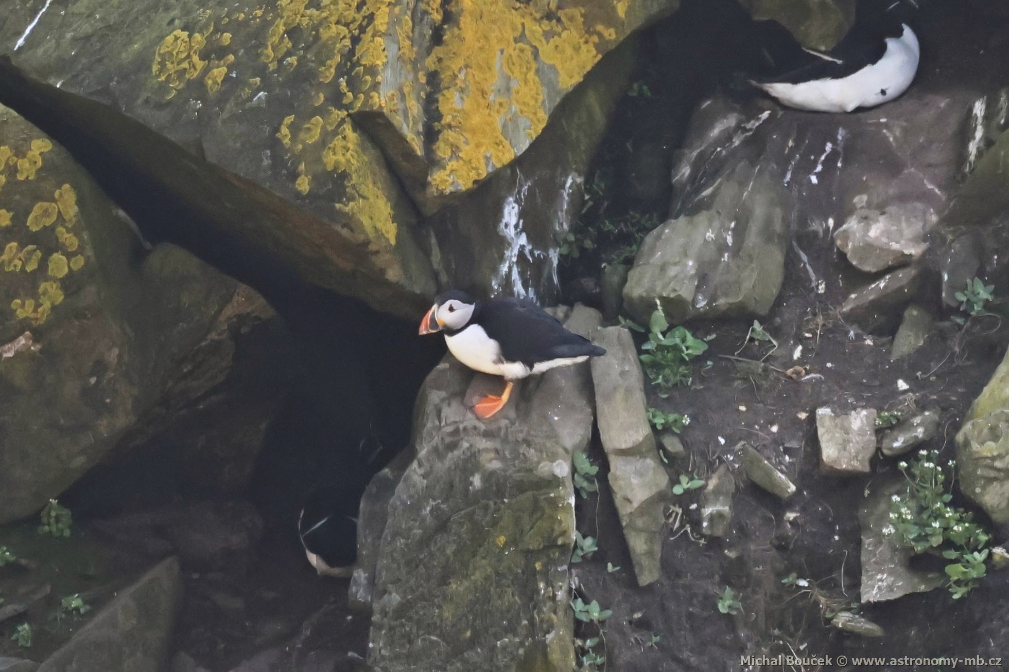 Papuchalk severní (Fratercula arctica) Papuchalk severní (Fratercula arctica)