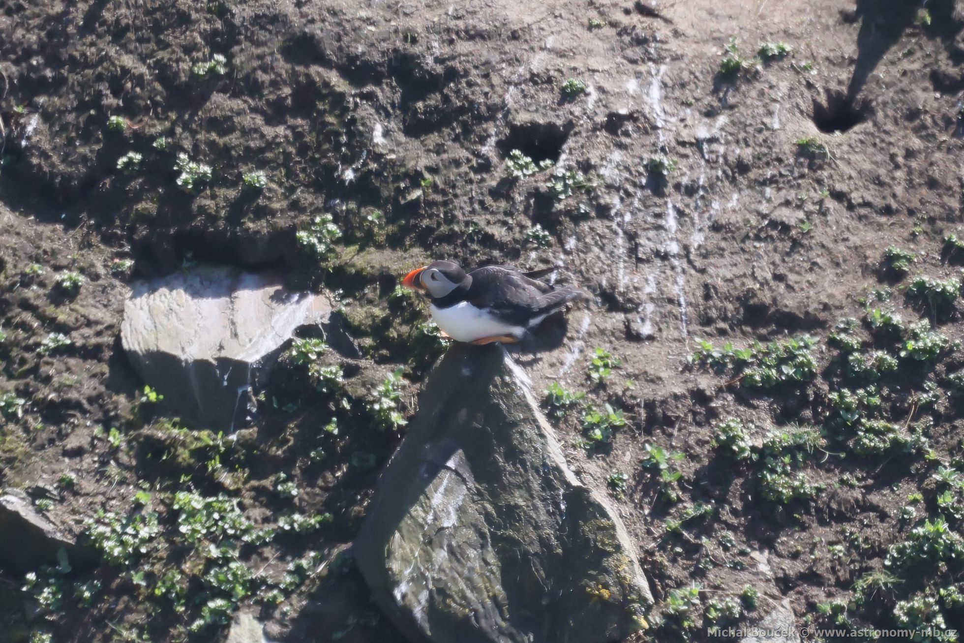 Papuchalk severní (Fratercula arctica) Papuchalk severní (Fratercula arctica)