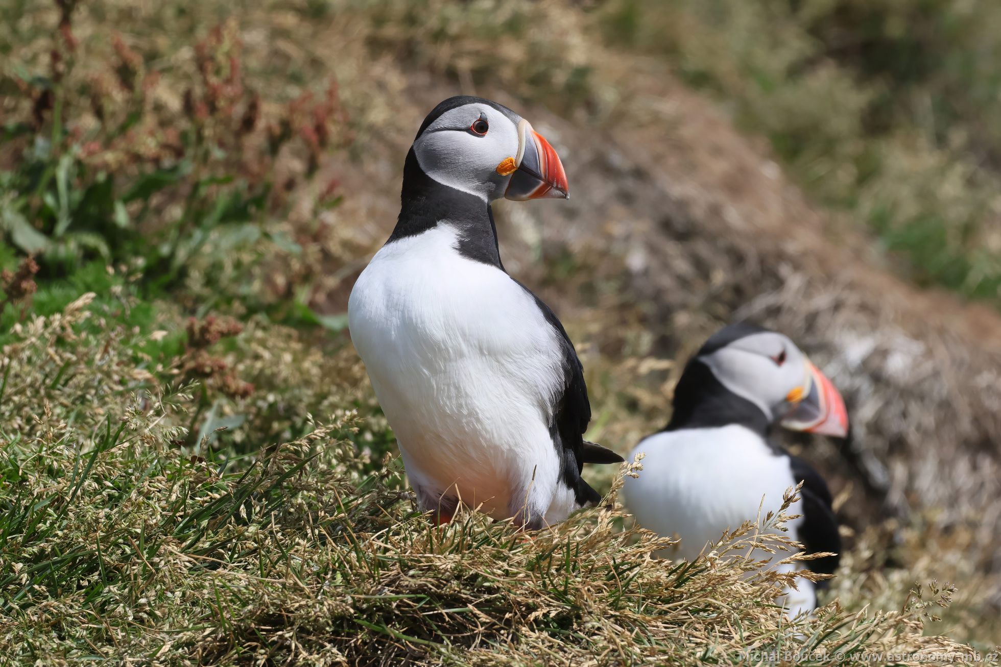 Papuchalk severní (Fratercula arctica) Papuchalk severní (Fratercula arctica)