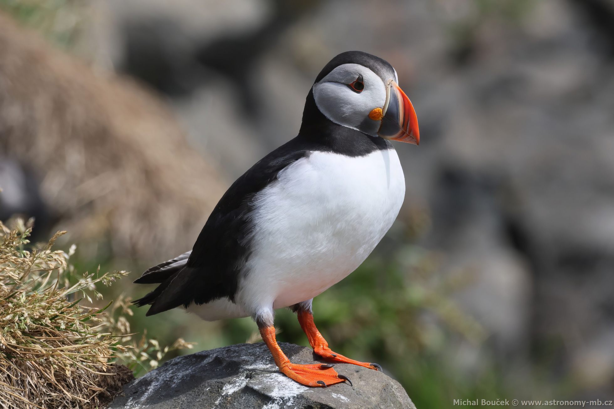 Papuchalk severní (Fratercula arctica) Papuchalk severní (Fratercula arctica)