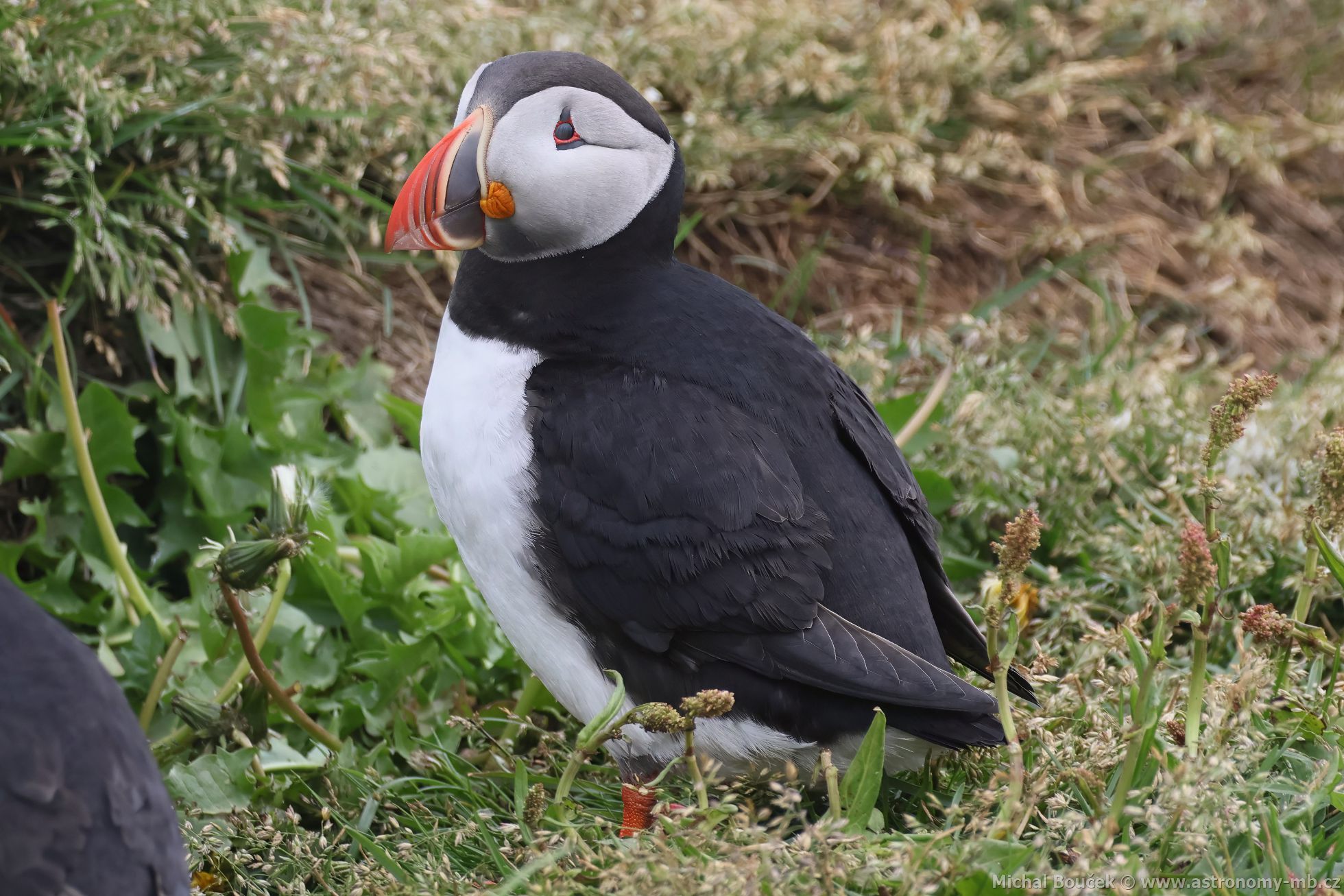 Papuchalk severní (Fratercula arctica) Papuchalk severní (Fratercula arctica)