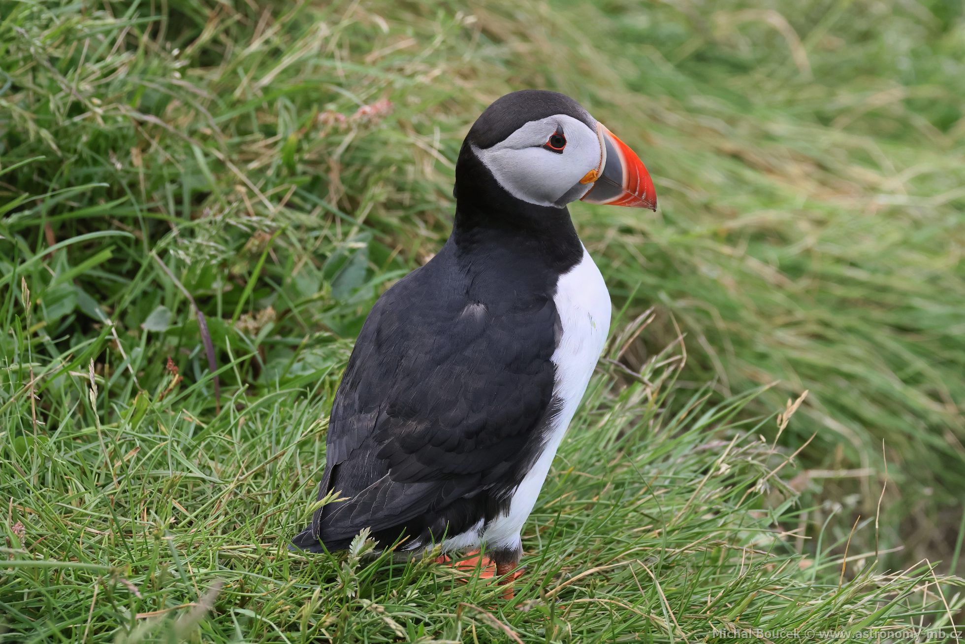 Papuchalk severní (Fratercula arctica) Papuchalk severní (Fratercula arctica)