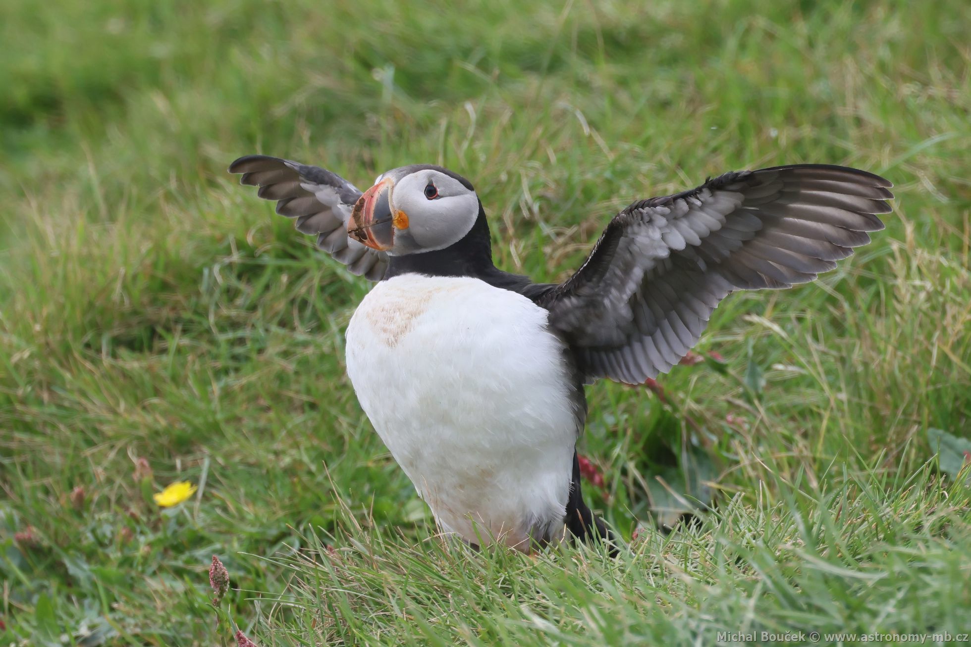 Papuchalk severní (Fratercula arctica) Papuchalk severní (Fratercula arctica)