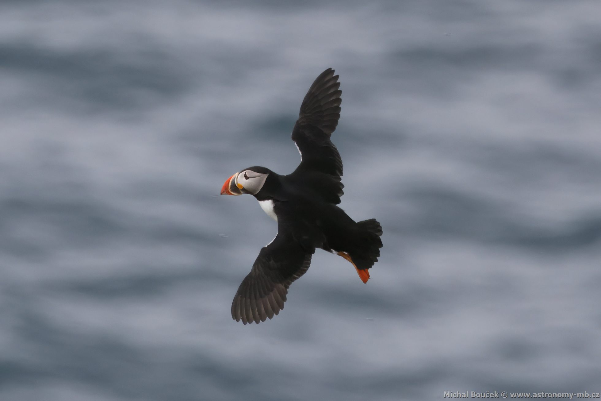 Papuchalk severní (Fratercula arctica) Papuchalk severní (Fratercula arctica)