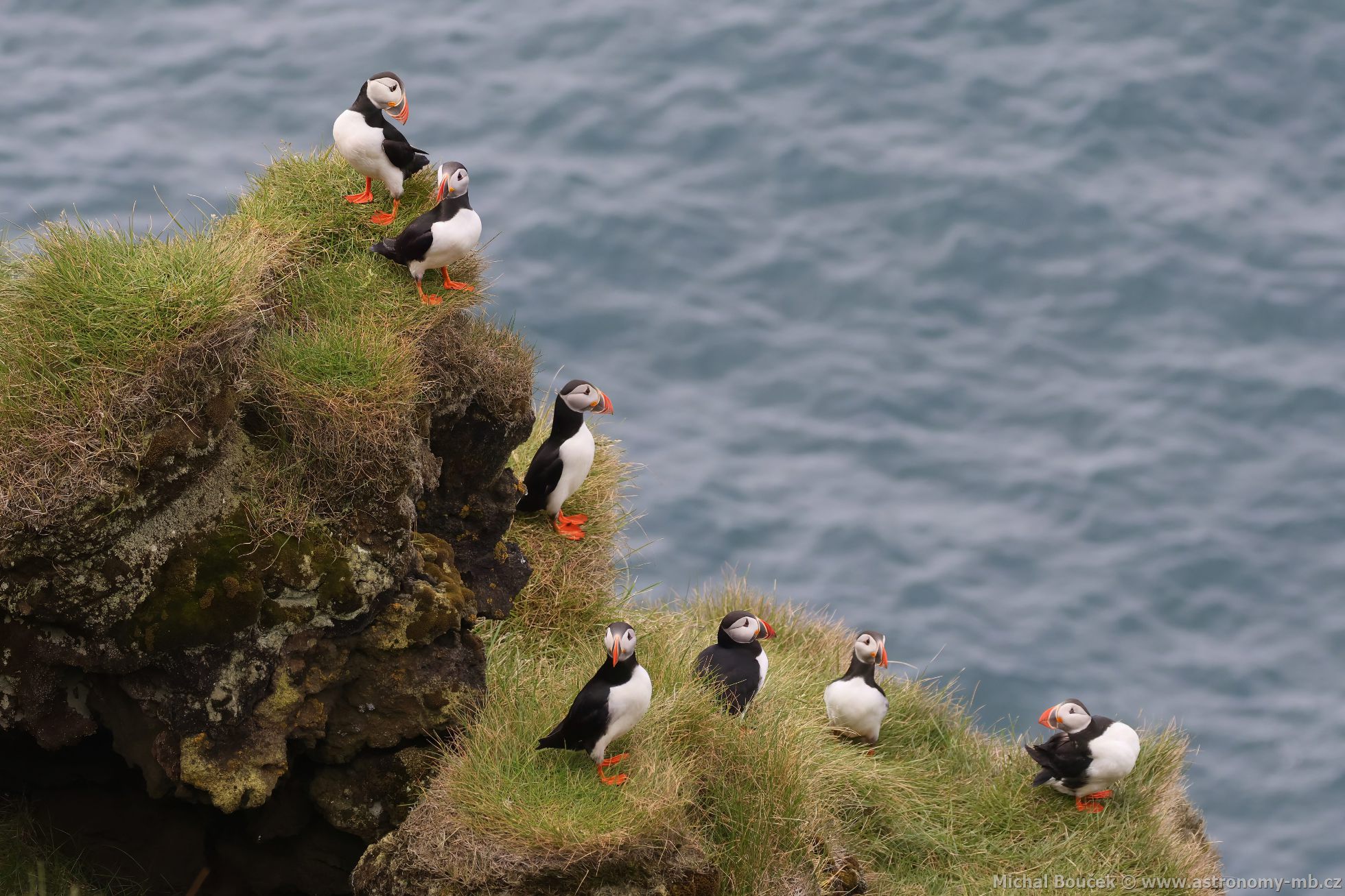 Papuchalk severní (Fratercula arctica) Papuchalk severní (Fratercula arctica)
