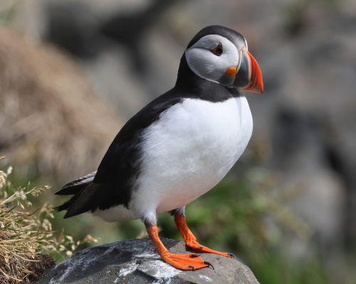 Papuchalk severní (Fratercula arctica)