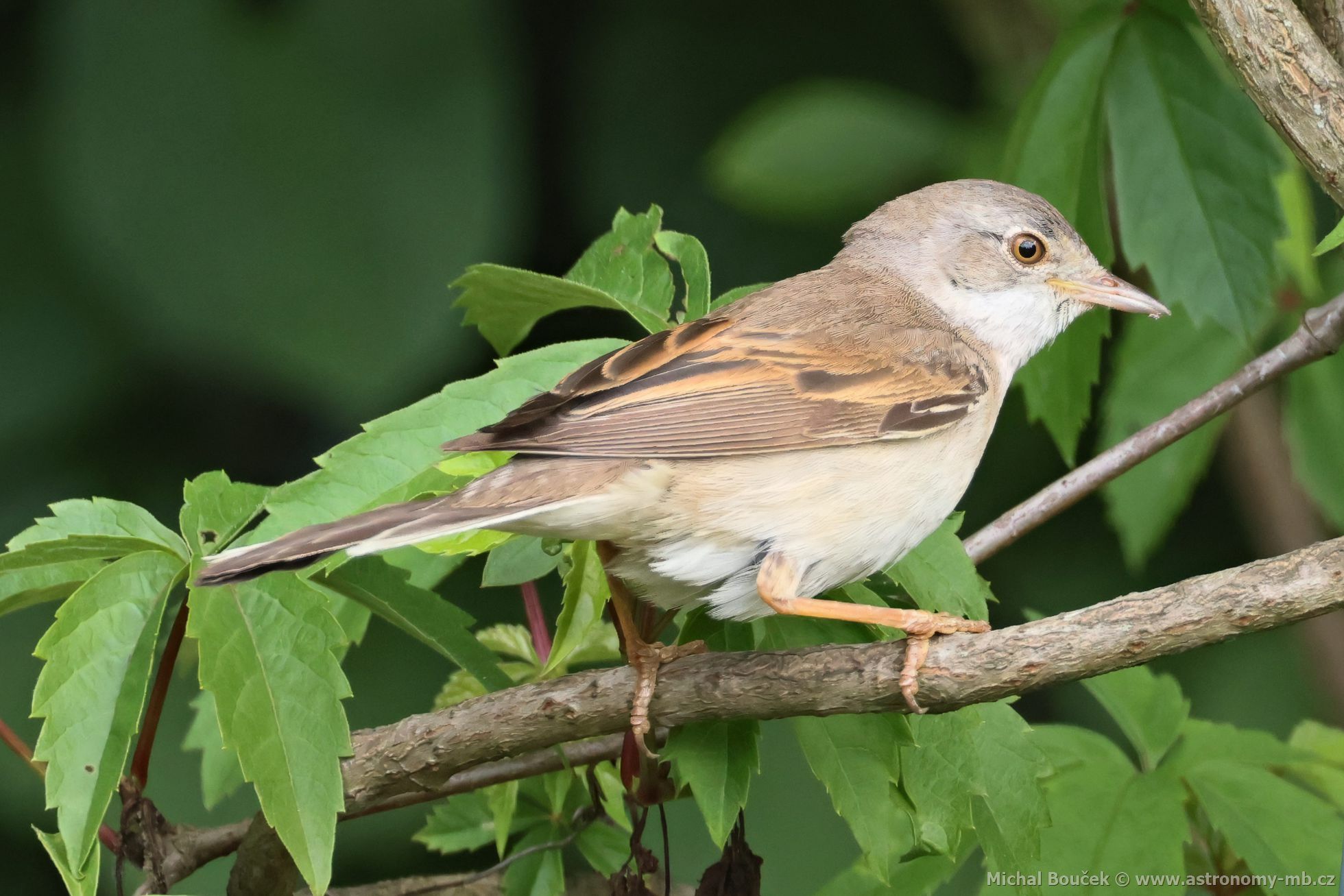 Pnice hndokídlá (Sylvia communis)