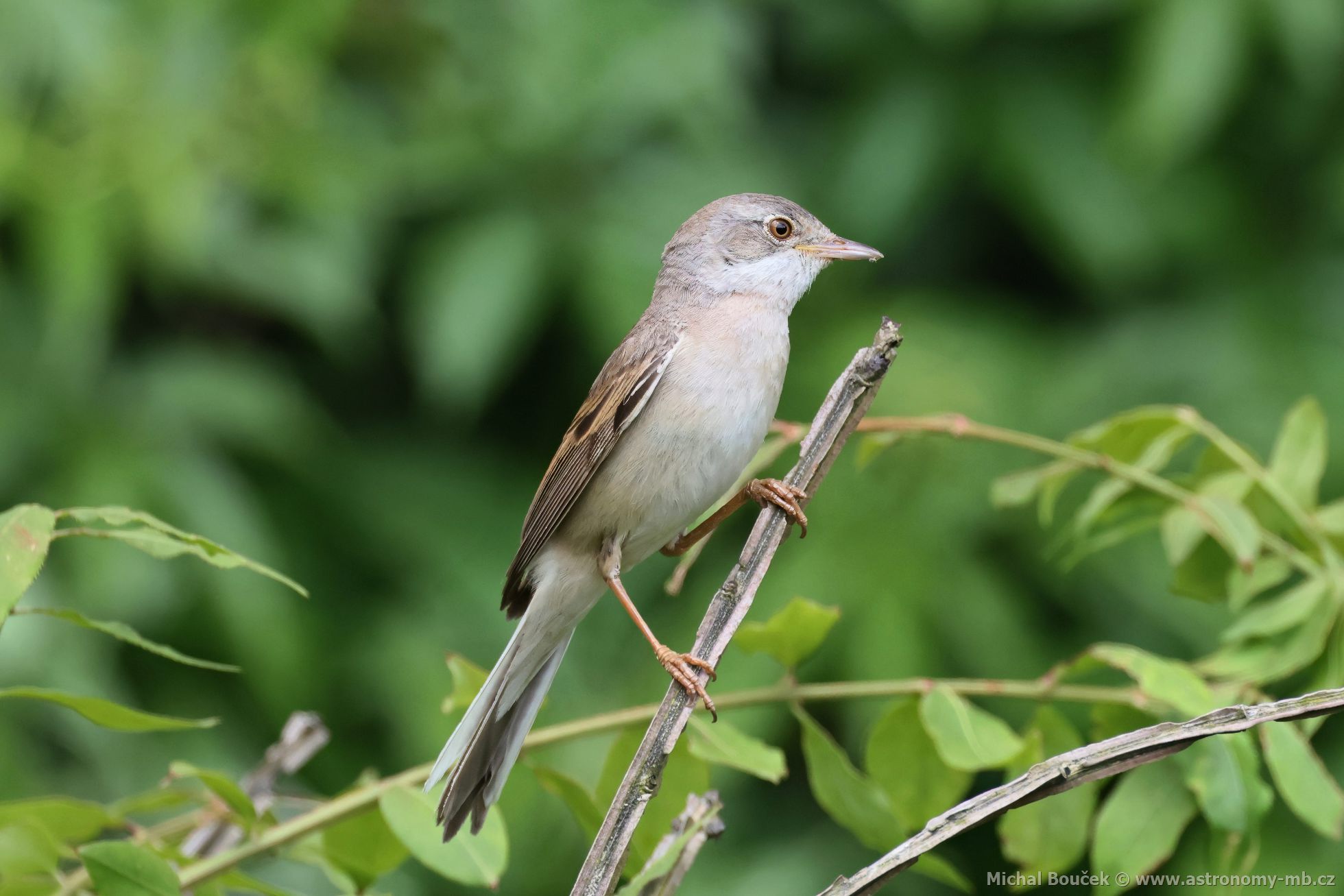 Pnice hndokídlá (Sylvia communis)