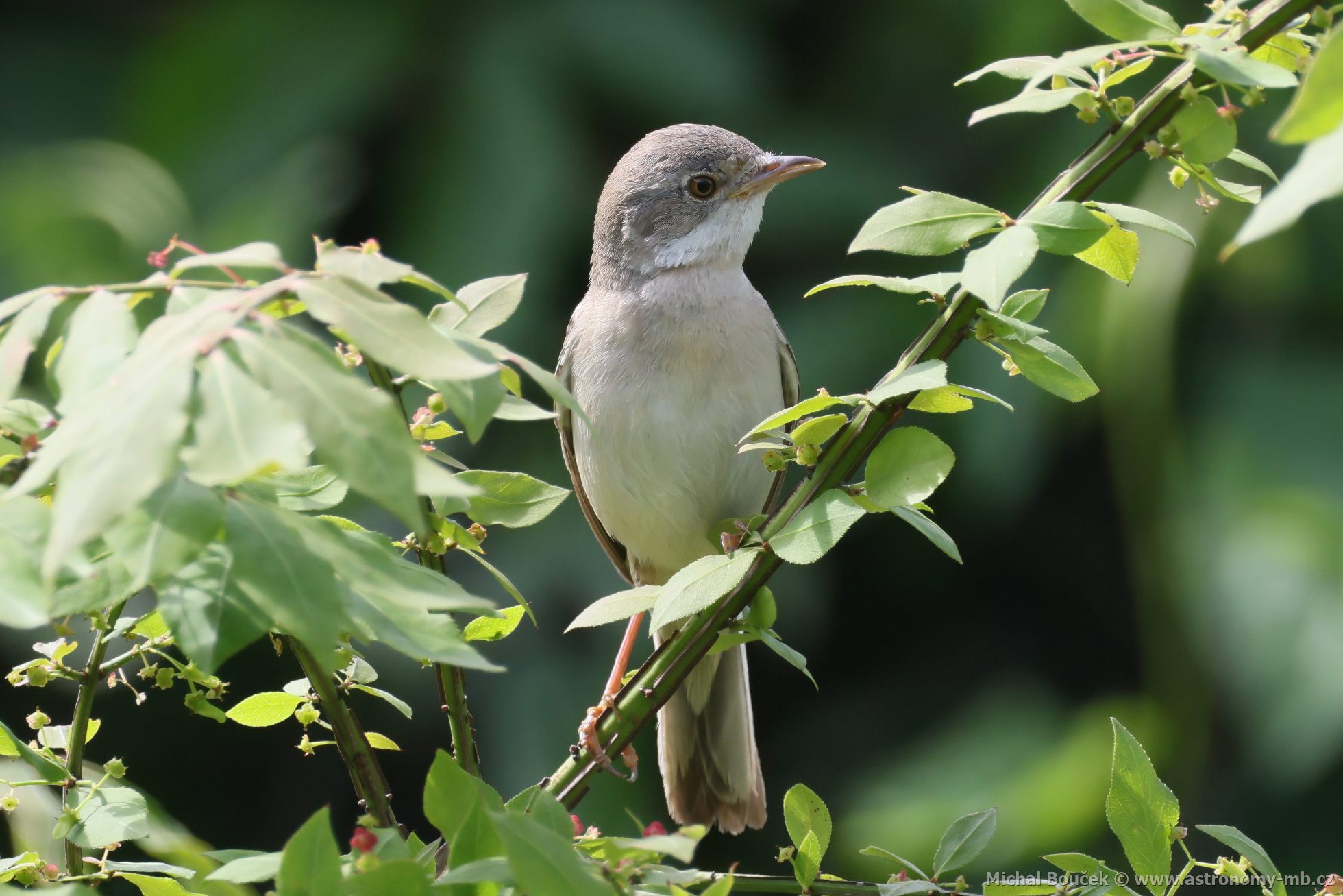 Pnice hndokídlá (Sylvia communis)