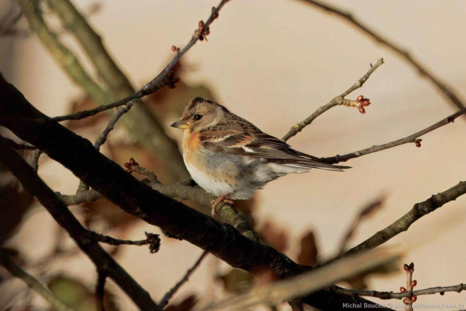 Pěnkava jikavec (Fringilla montifringilla) Pěnkava jikavec (Fringilla montifringilla)